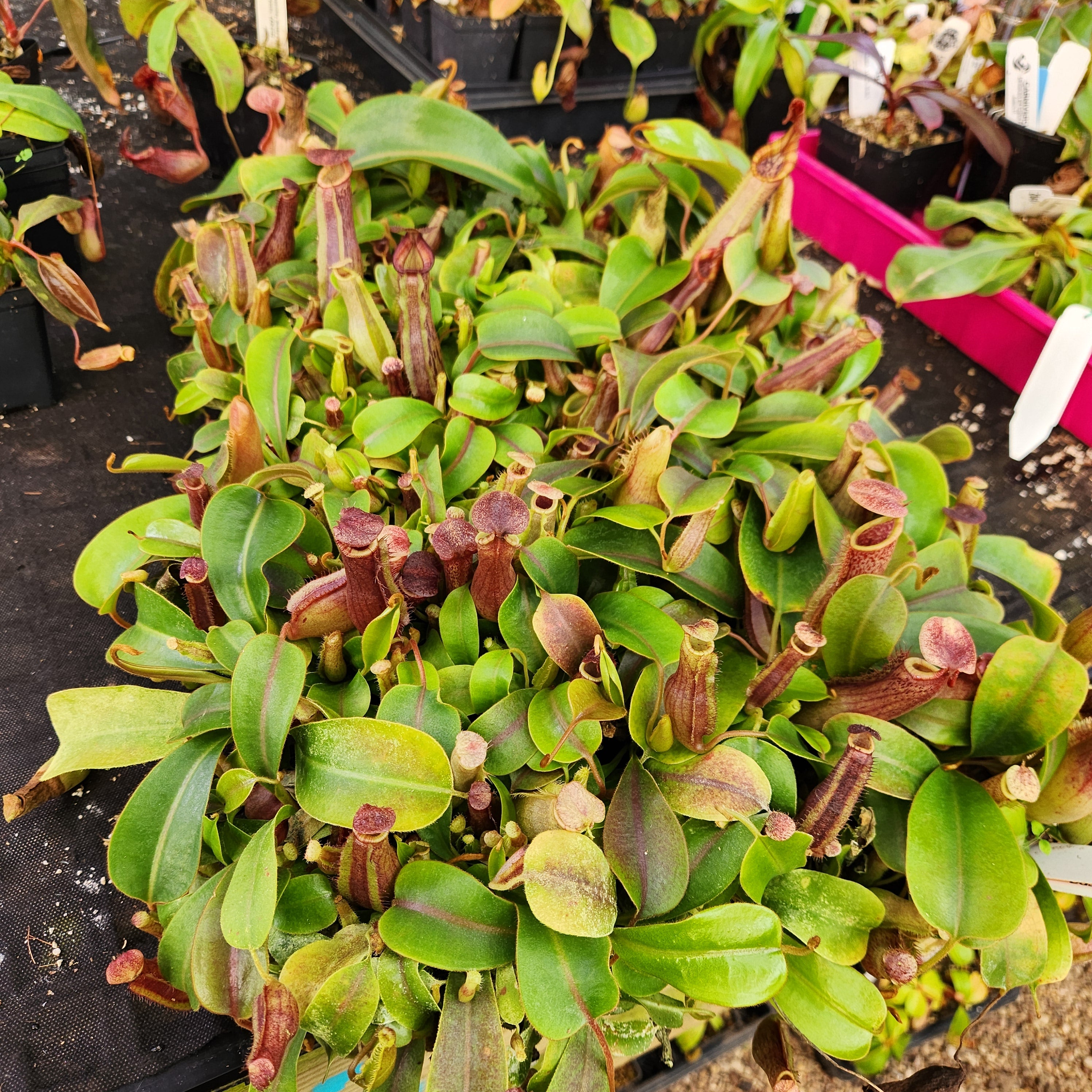 Nepenthes 'Song of Melancholy' x (lowii x veitchii), CAR-0439