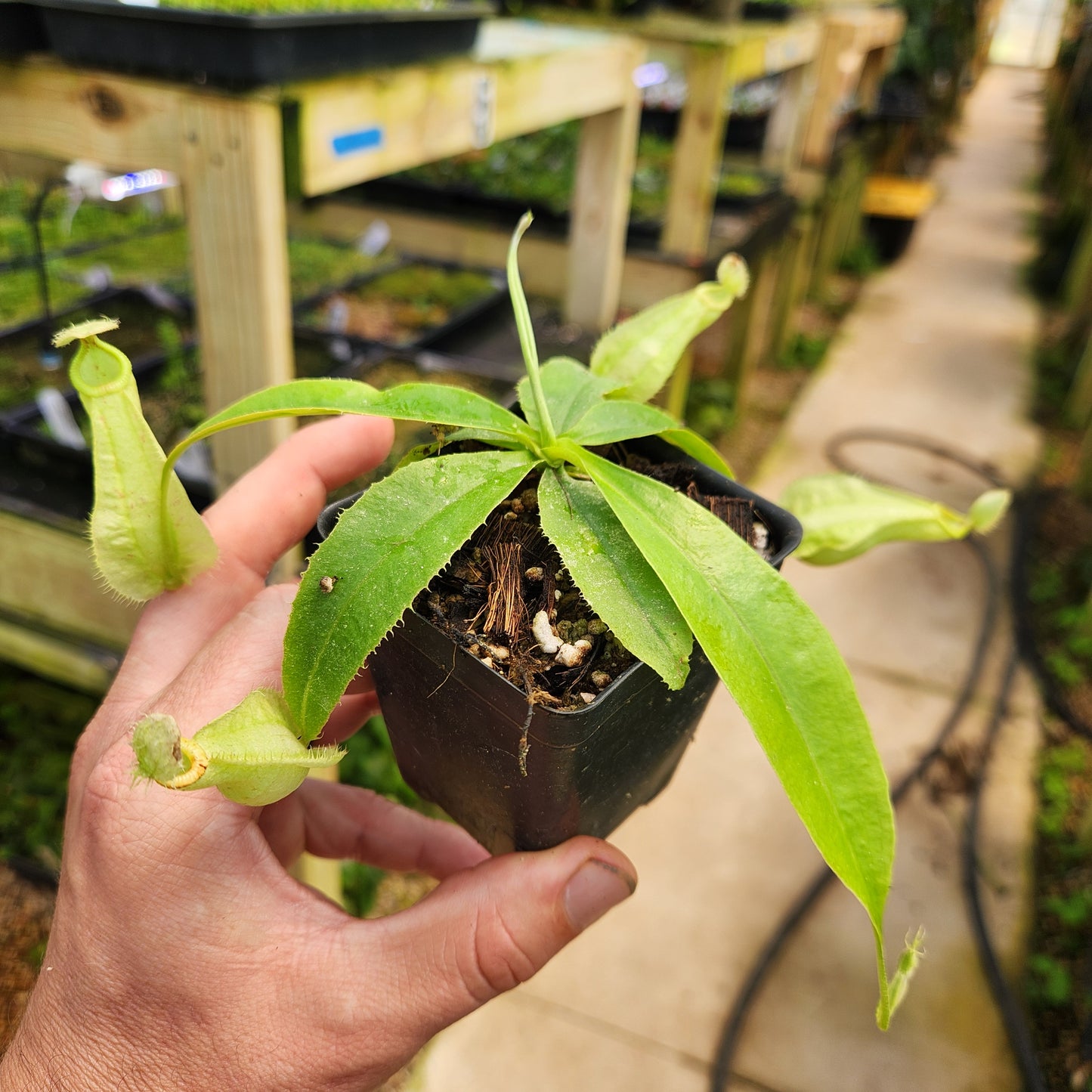 Nepenthes rafflesiana (Leilani x var alata), CAR-0703
