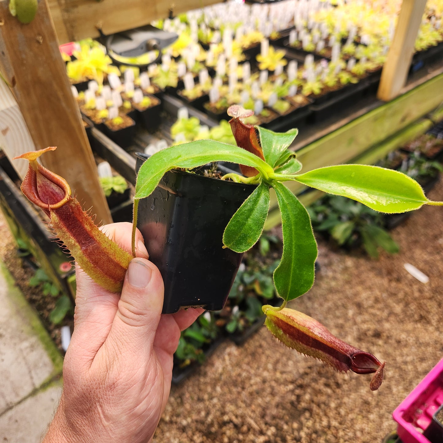 Nepenthes (spathulata x jacquelineae) x (truncata x veitchii (m)), CAR-0923