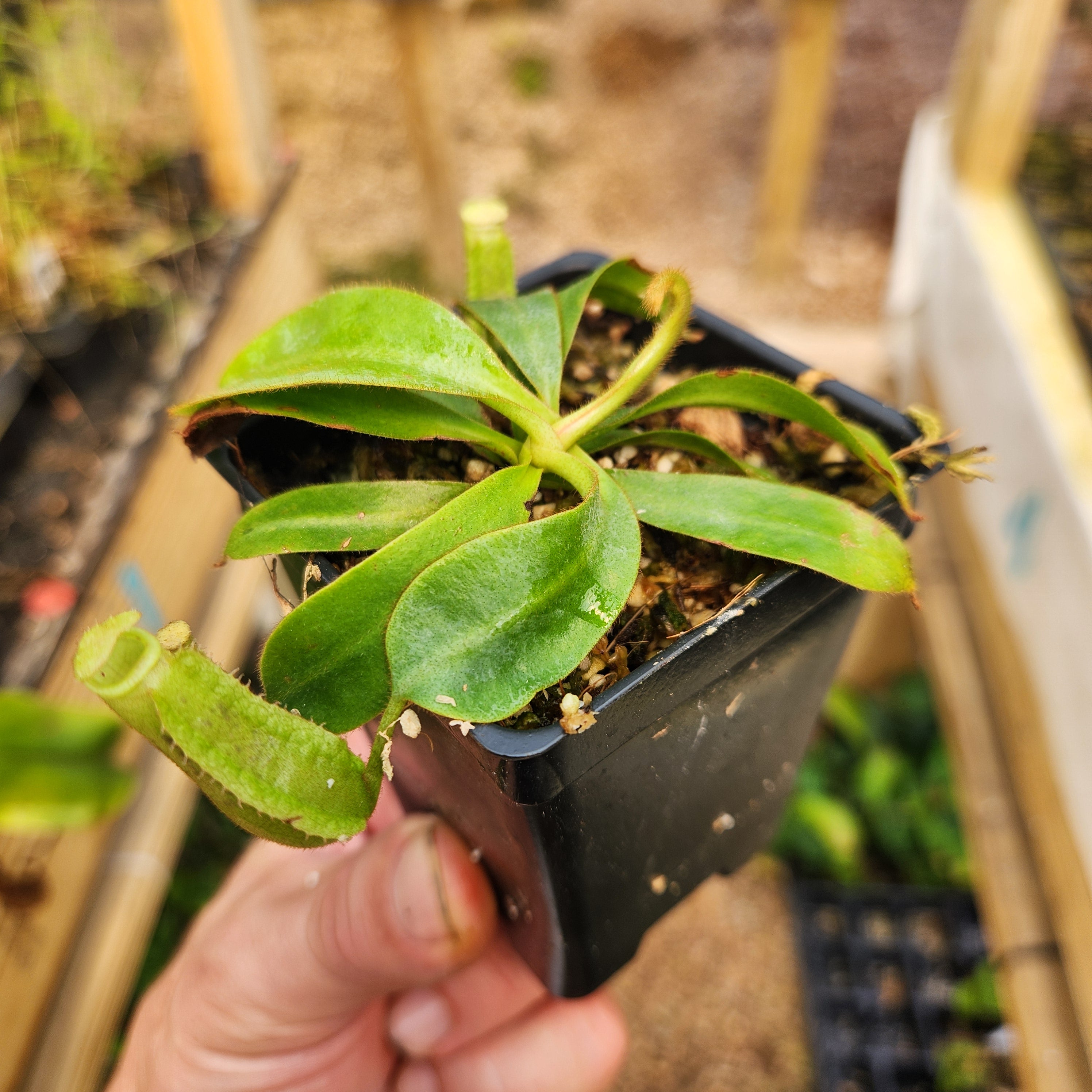 Nepenthes veitchii (Murud x Candy)-Best x (veitchii 'Big Mama' x