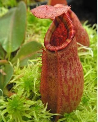 Nepenthes rajah x veitchii 'Gold Rush', BE-4603 – Carnivero