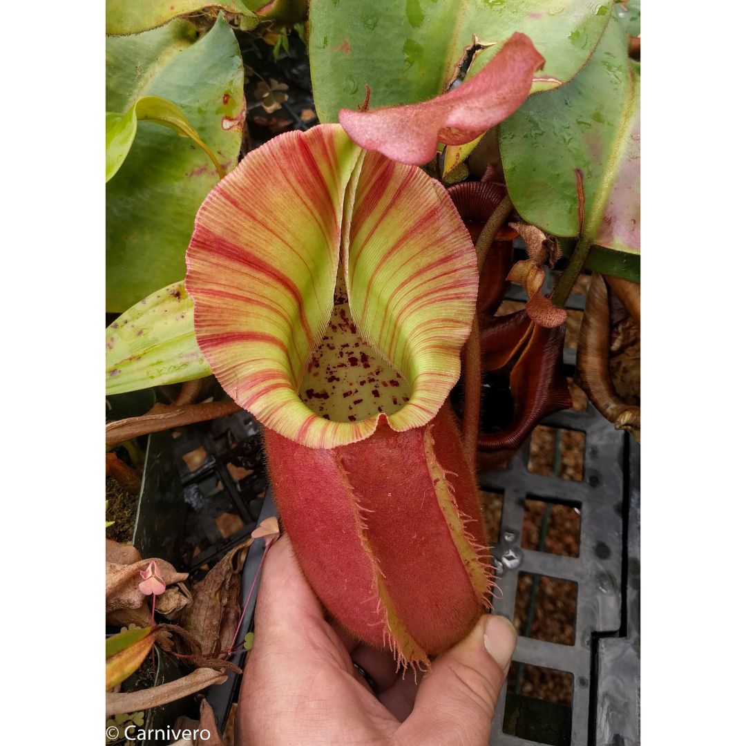Nepenthes veitchii Hybrid