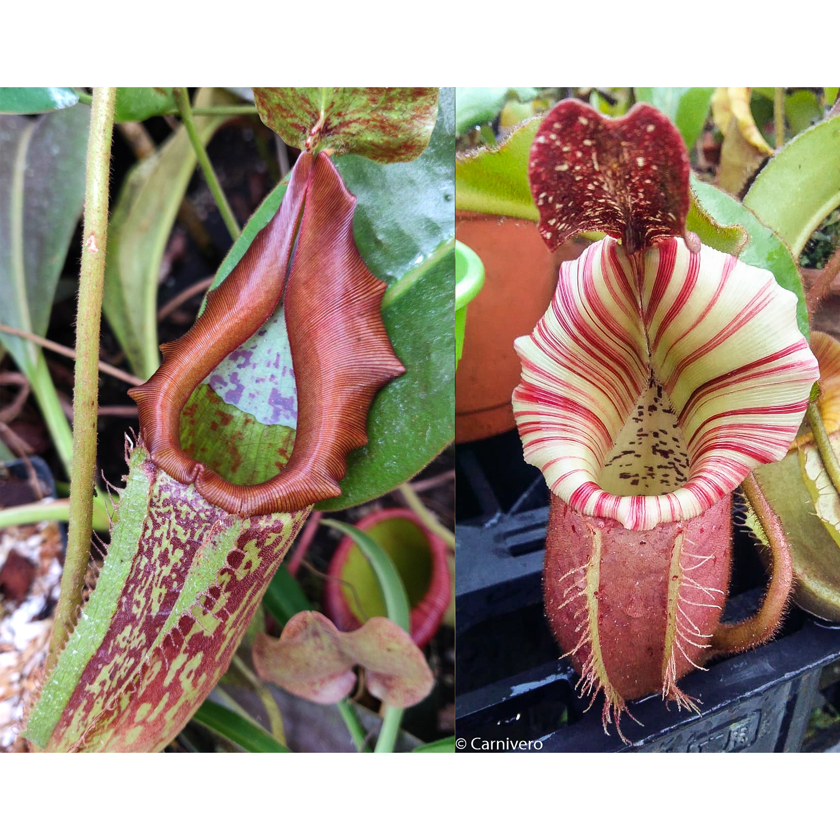 Nepenthes maxima 'Geoff Wong' x veitchii 