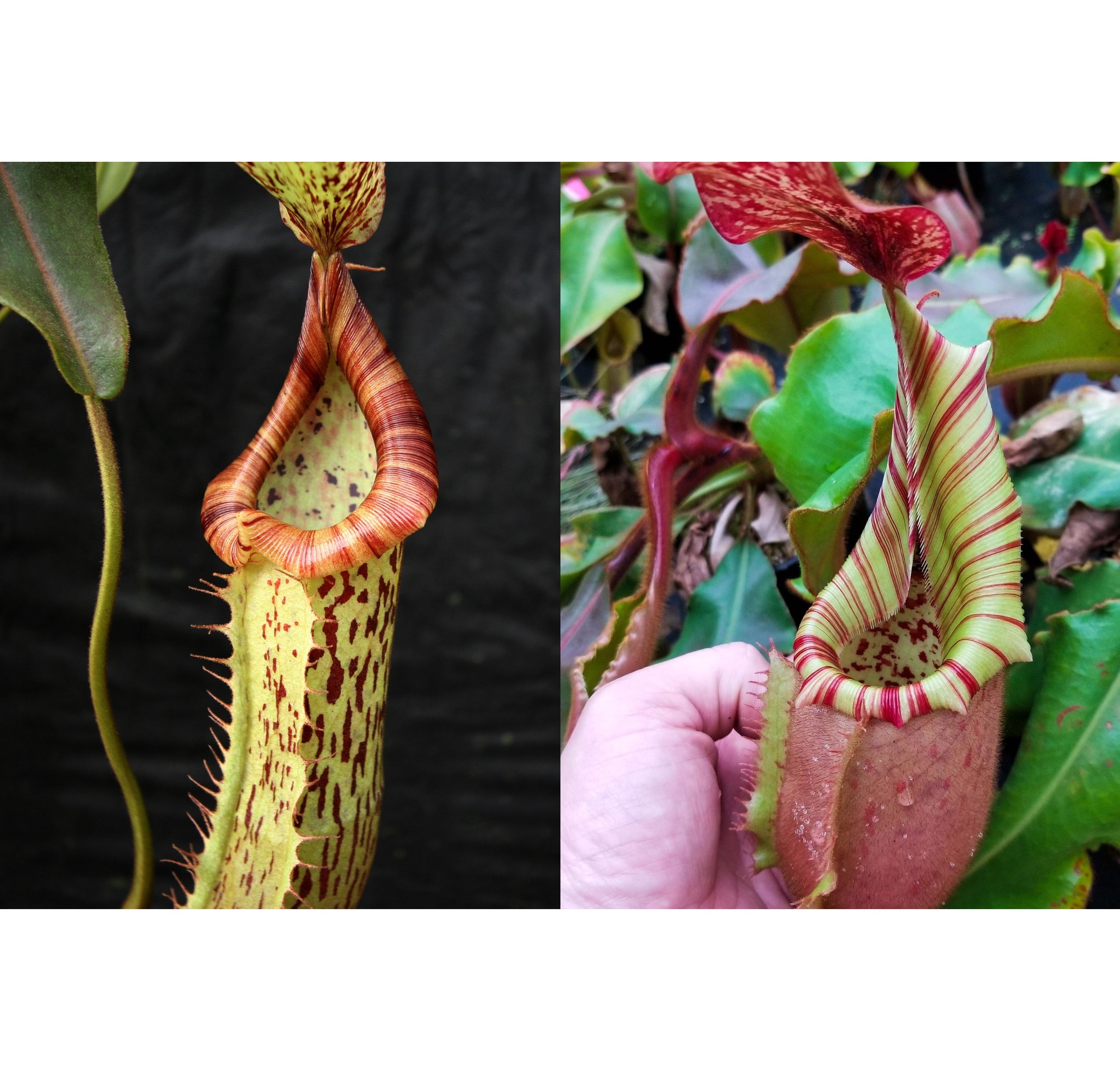 Nepenthes (Splendid Diana x platychila) x veitchii (Murud x Nepenthes (Splendid Diana x platychila) x veitchii (Murud x