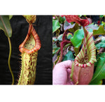 Nepenthes (Splendid Diana x platychila) x veitchii (Murud x Candy) -Striped -Seed Pod