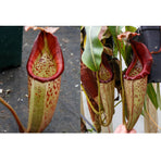 Nepenthes (veitchii HL x burbidgeae) x eymae BE SG -Seed Pod