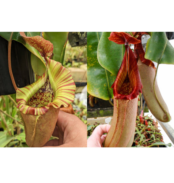 Nepenthes [(maxima x campanulata) x veitchii "The Wave" #2] x (truncata x veitchii)-red -Seed pod