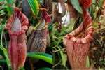 Nepenthes (spathulata x spectabilis) x (maxima x veitchii) - Highland-Seed Pod