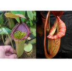 Nepenthes (truncata x campanulata) x [(Rokko x boschiana) x veitchii "Orange Fade"] -Seed Pod