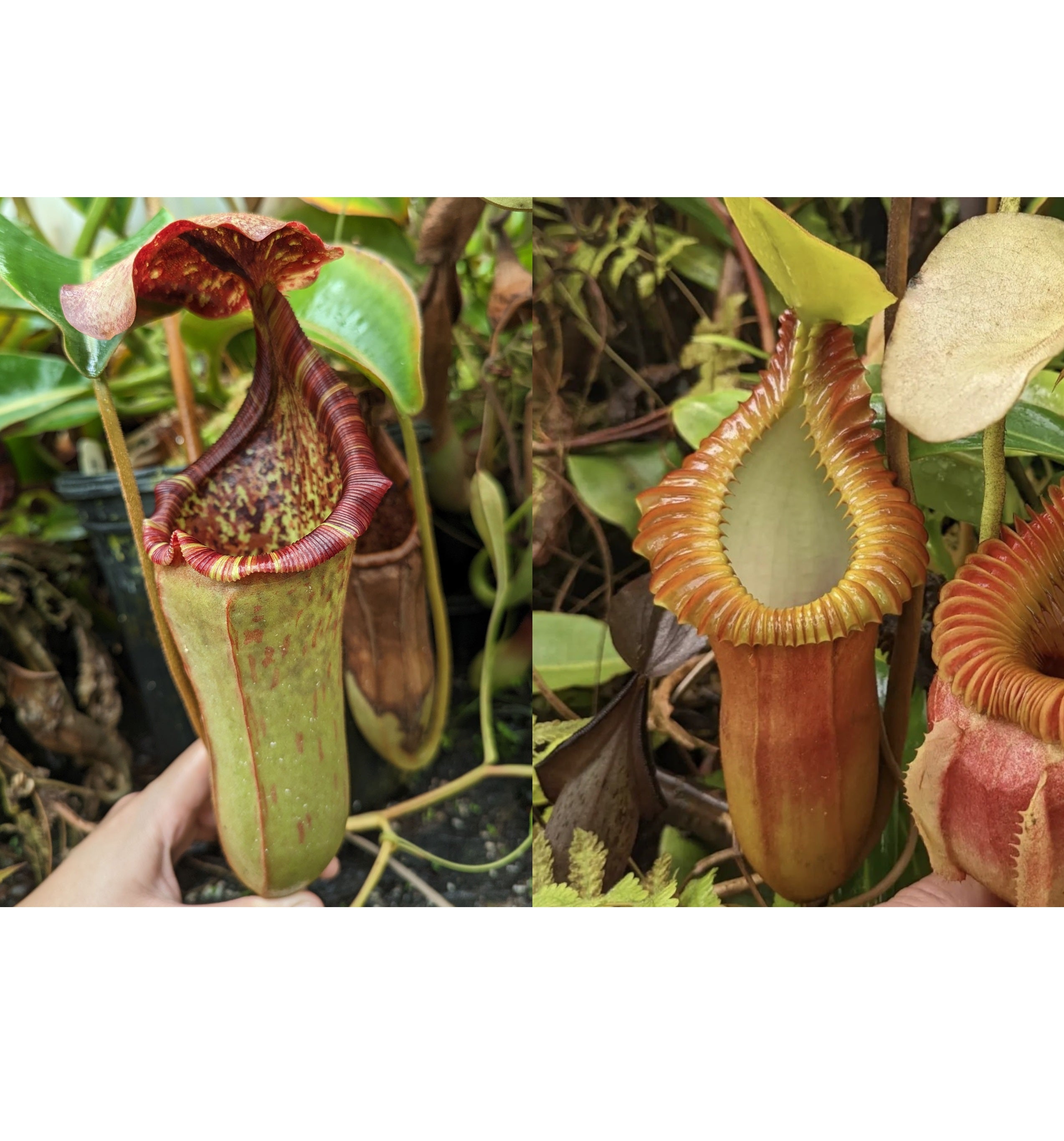 Nepenthes (lowii x tiveyi) x macrophylla -Seed Pod – Carnivero