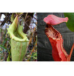 Nepenthes maxima X x (Song of Melancholy x clipeata) -Seed Pod