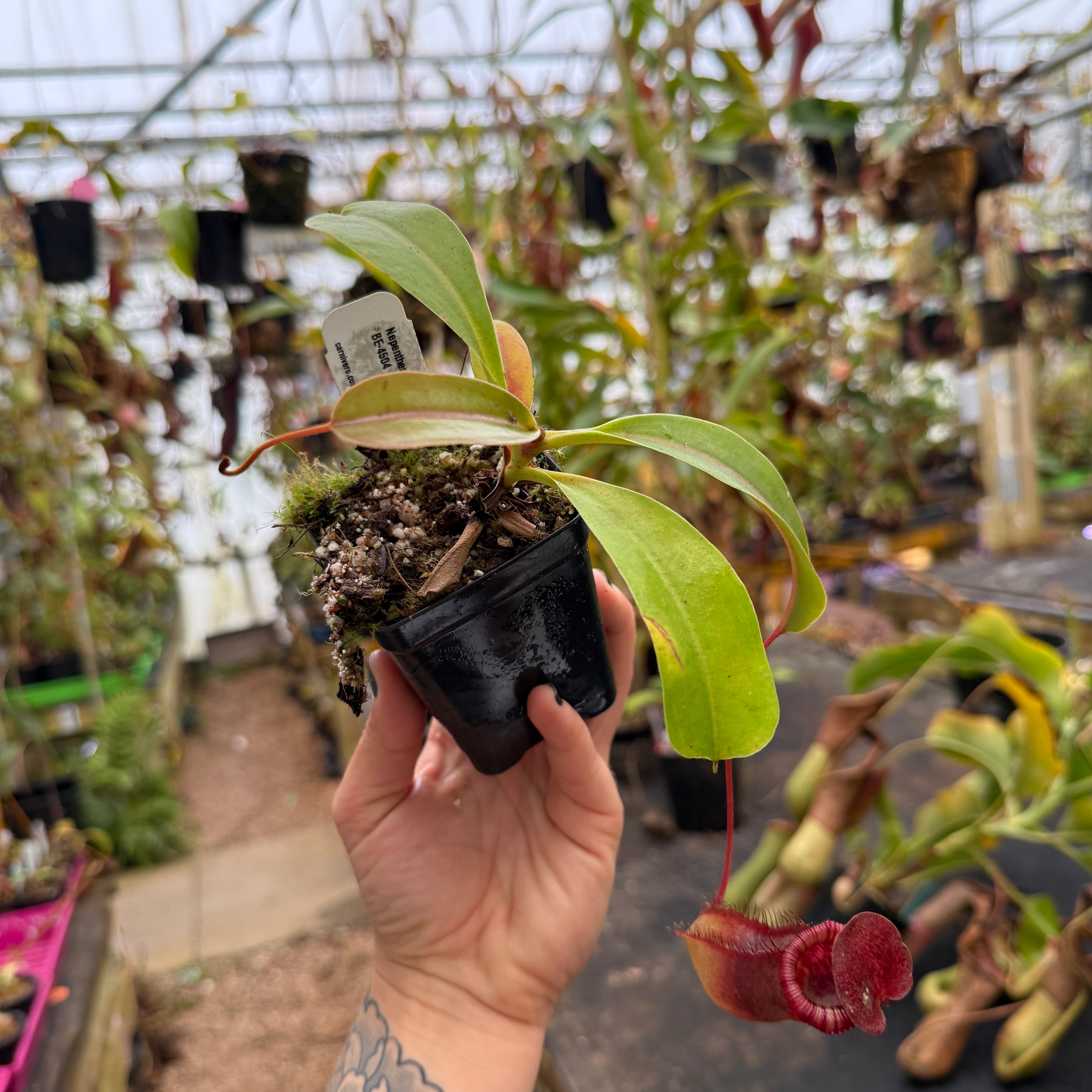 Nepenthes sibuyanensis x lowii, BE-4504 – Carnivero