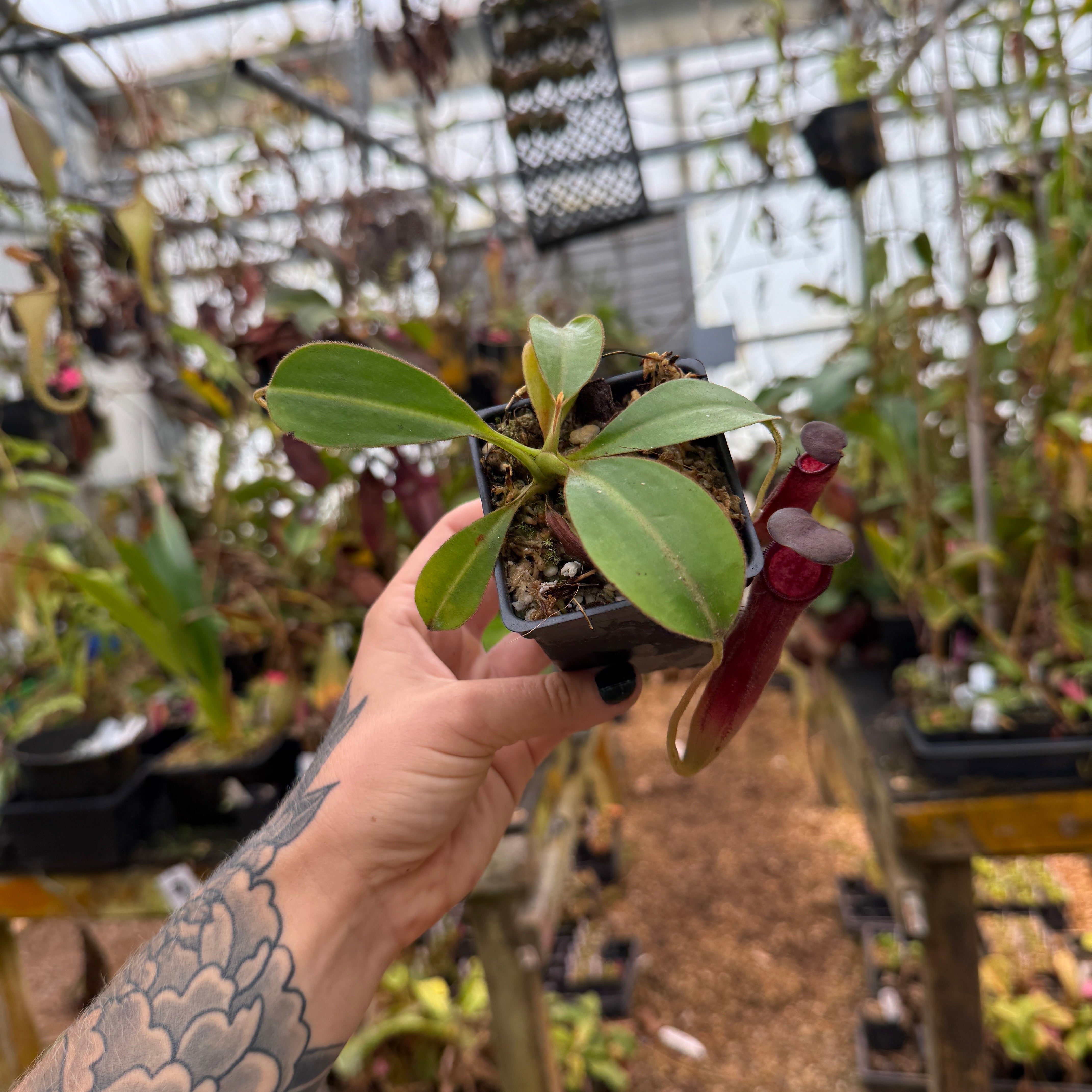 Nepenthes klossii x lowii, BE-4634 – Carnivero