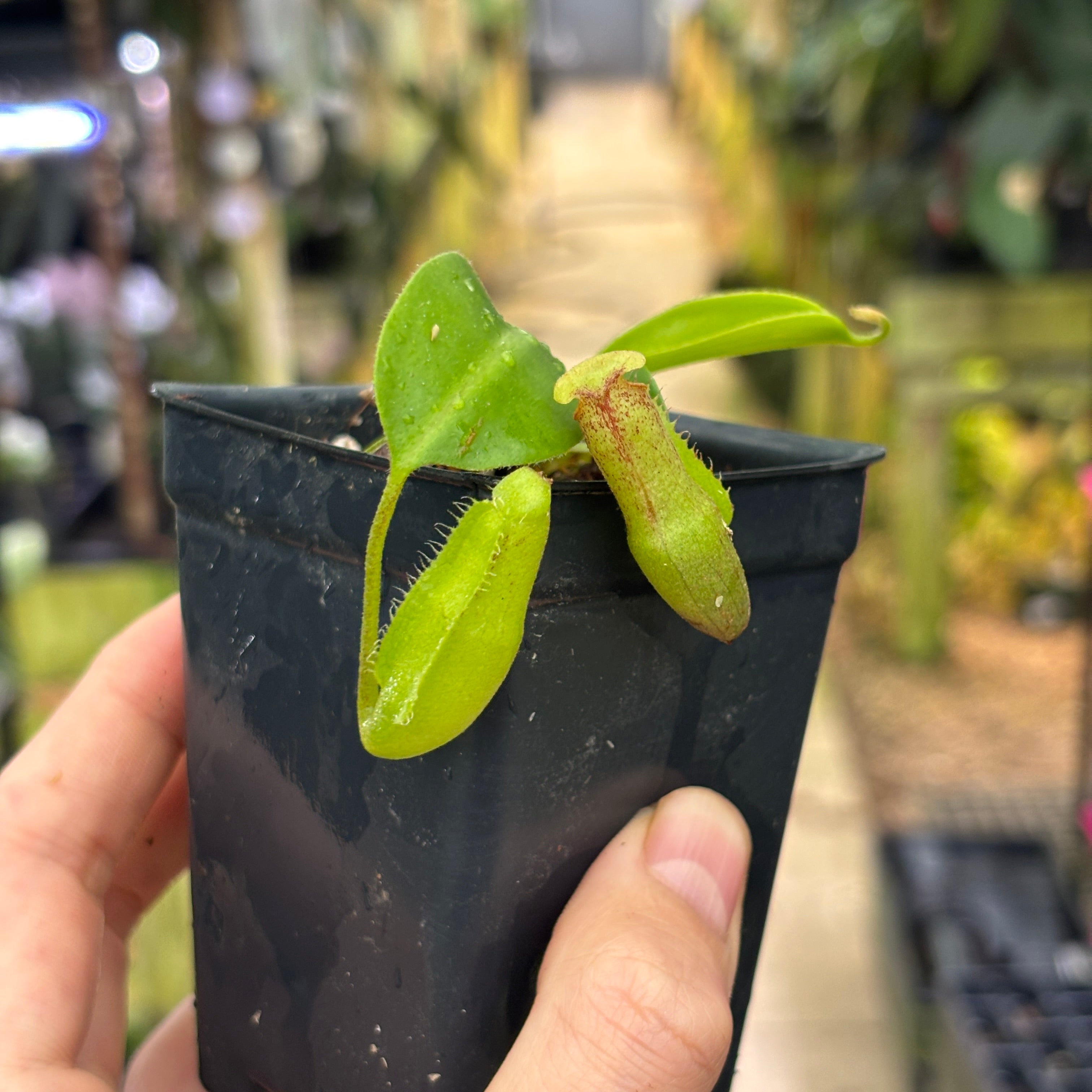 W219] Nepenthes marpesa x edwardsiana – Carnivero