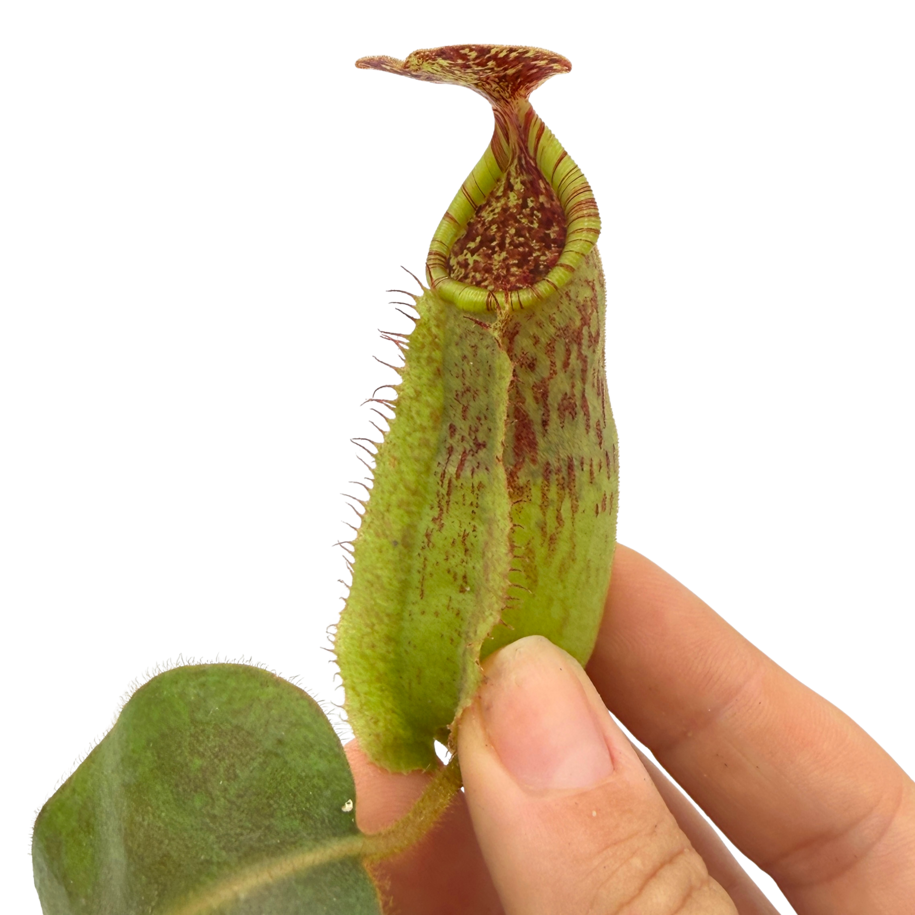Nepenthes maxima 