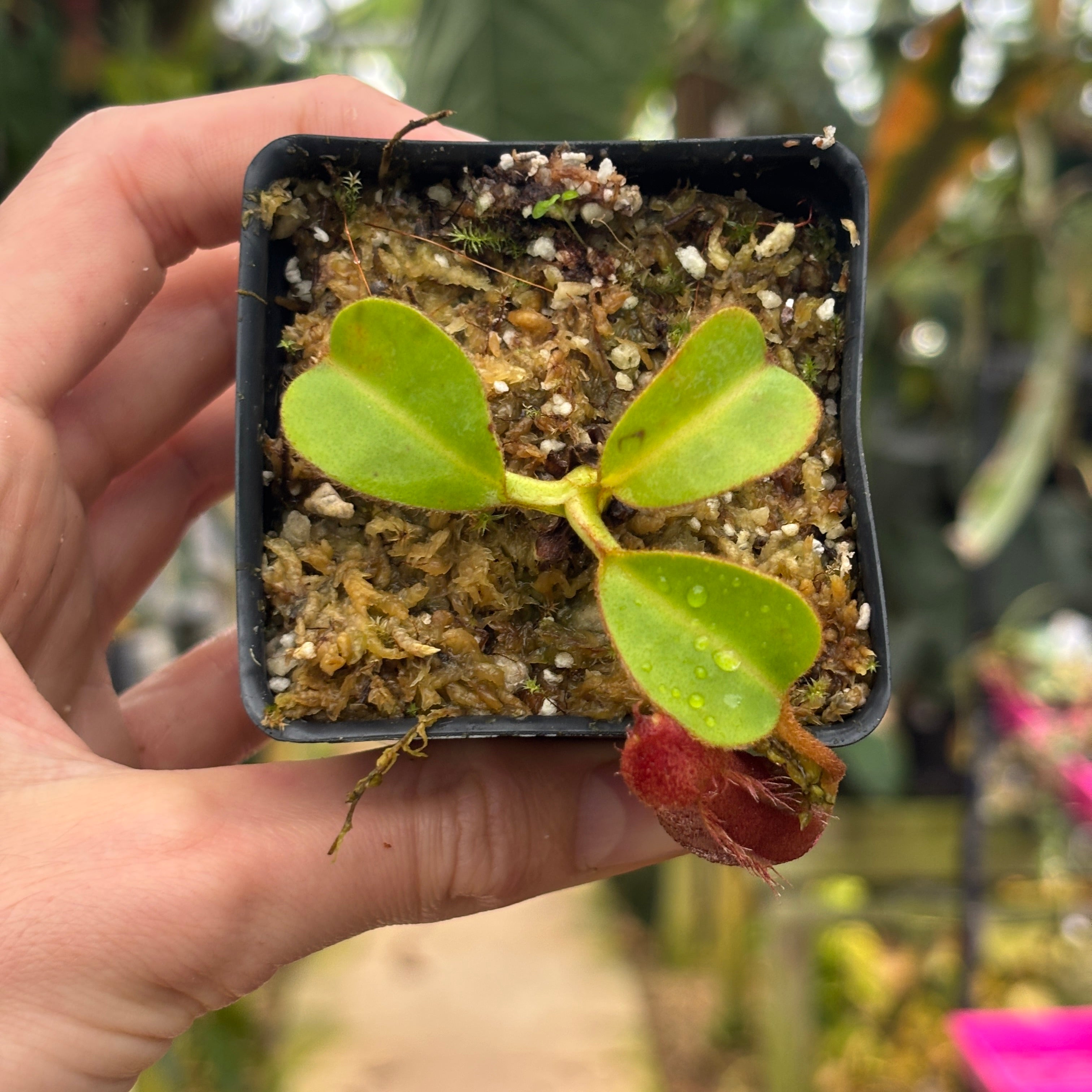 W230] Nepenthes (truncata x peltata) x lowii – Carnivero