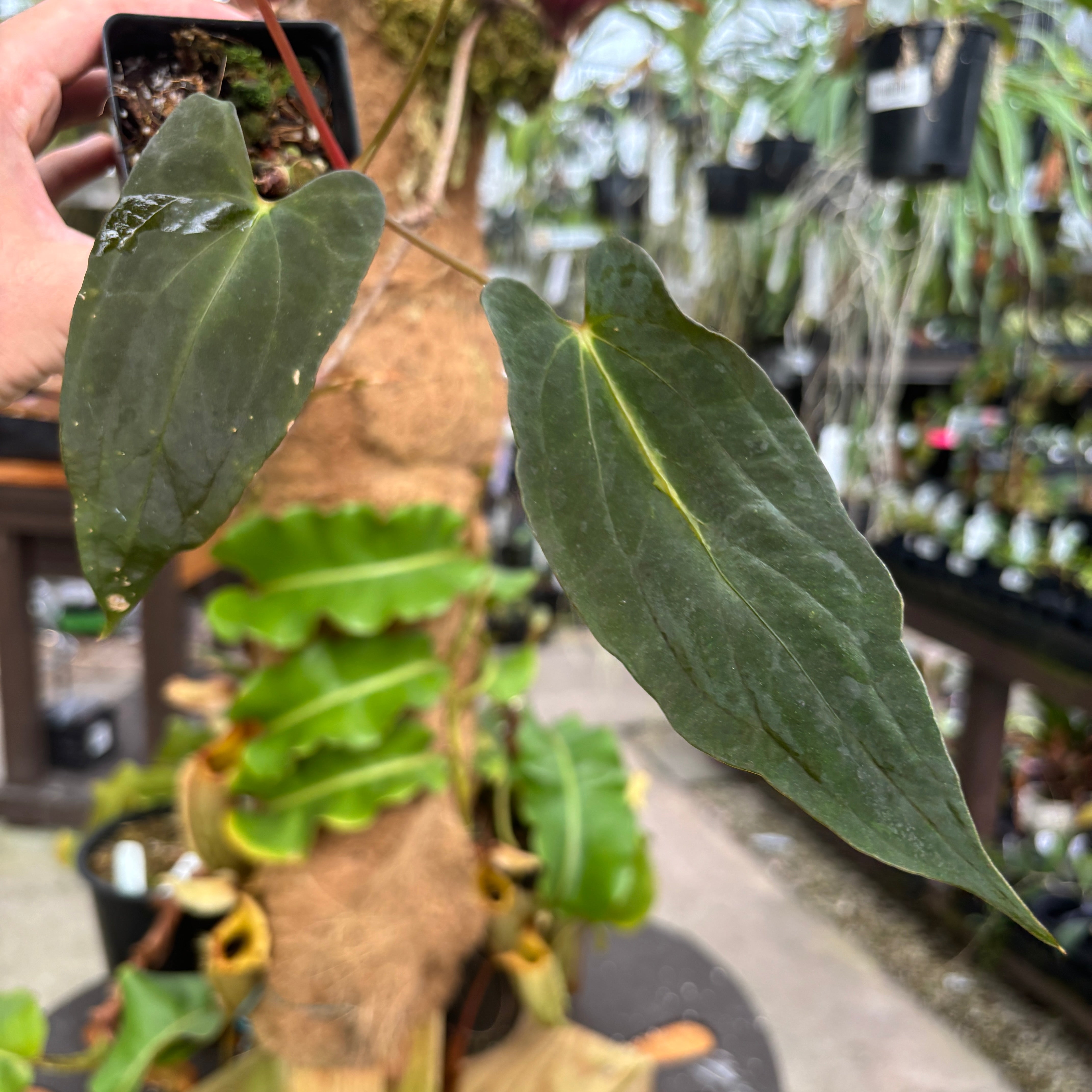 パ*ン様 アンスリウム papi Fort Sherman x Ralph Ly MDR066] Anthurium papillilaminum 