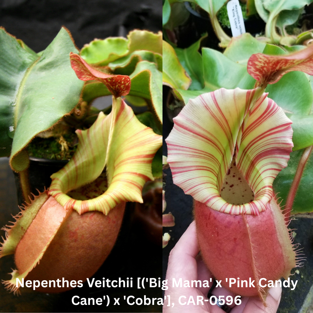 Nepenthes Veitchii [('Big Mama' x 'Pink Candy Cane') x 'Cobra