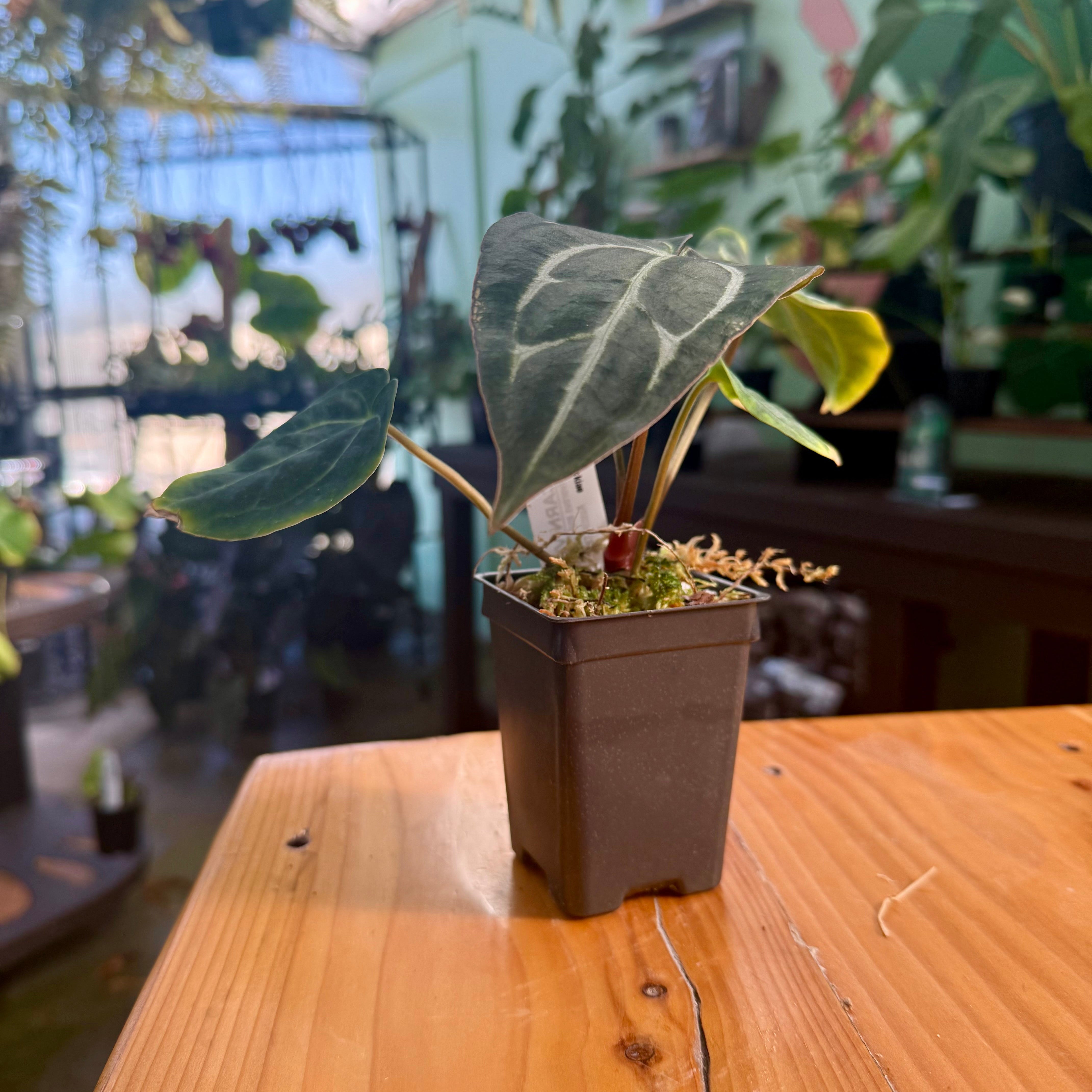 Anthurium carlablackiae – Carnivero