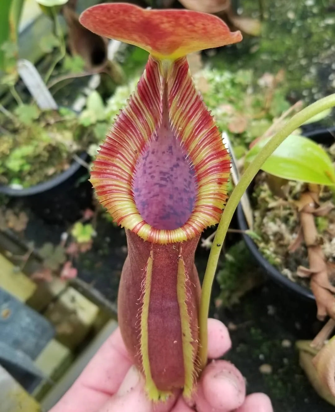 Nepenthes spathulata x trusmadiensis, CAR-0896 – Carnivero Nepenthes spathulata x trusmadiensis, CAR-0896 – Carnivero