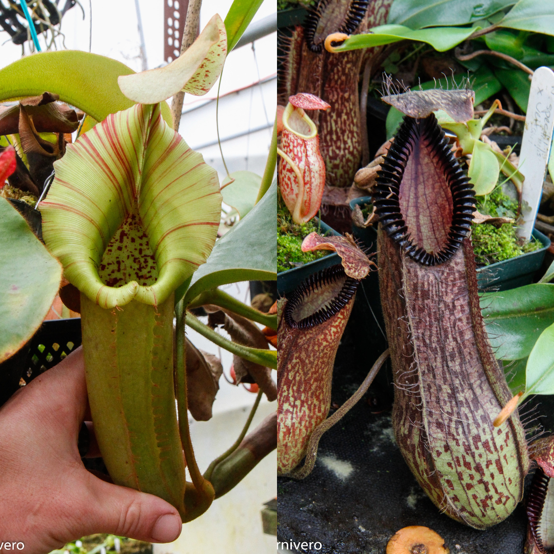Nepenthes (truncata x veitchii) x hamata MT, CAR-0466 – Carnivero