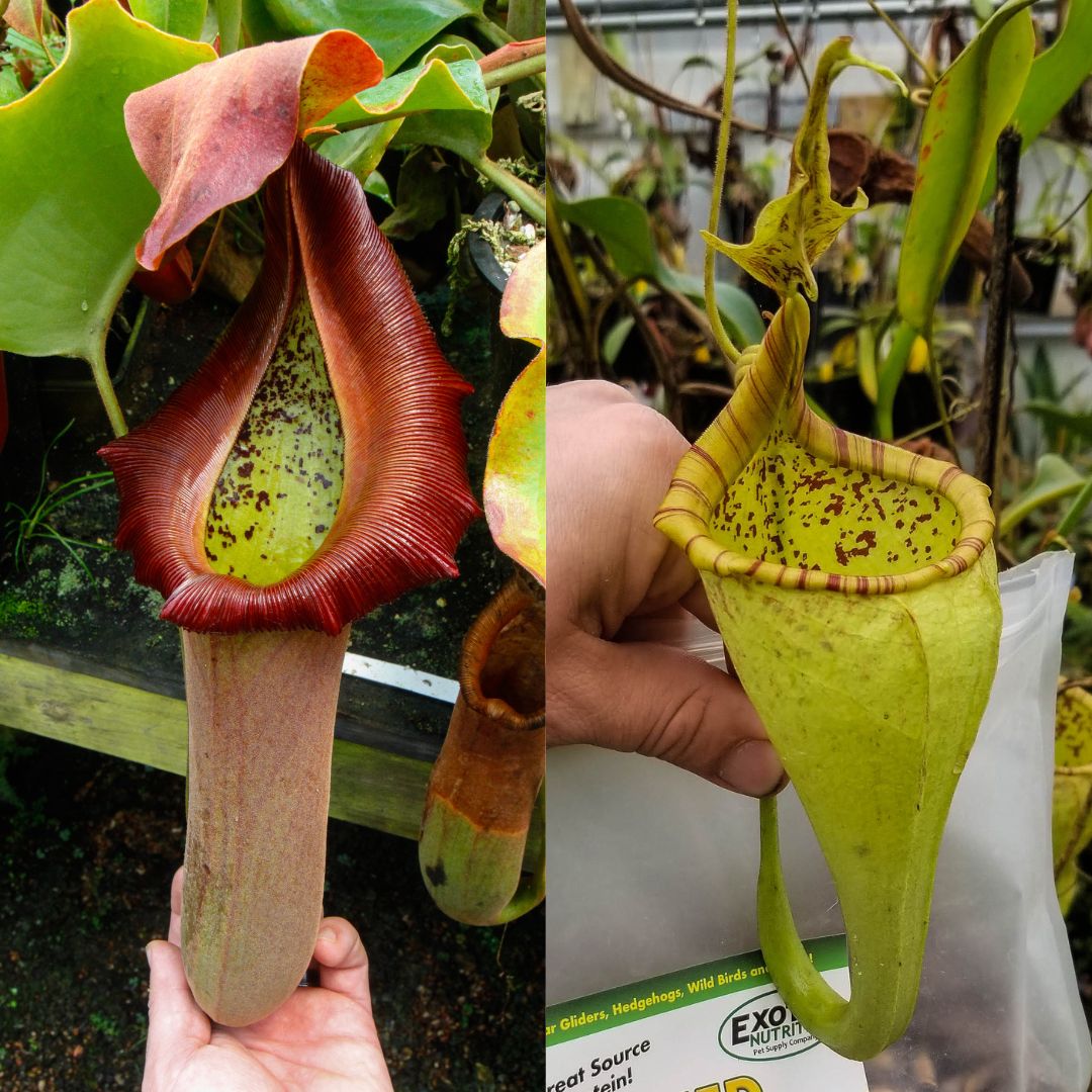 Nepenthes truncata (d) #1 x eymae, CAR-0548 – Carnivero