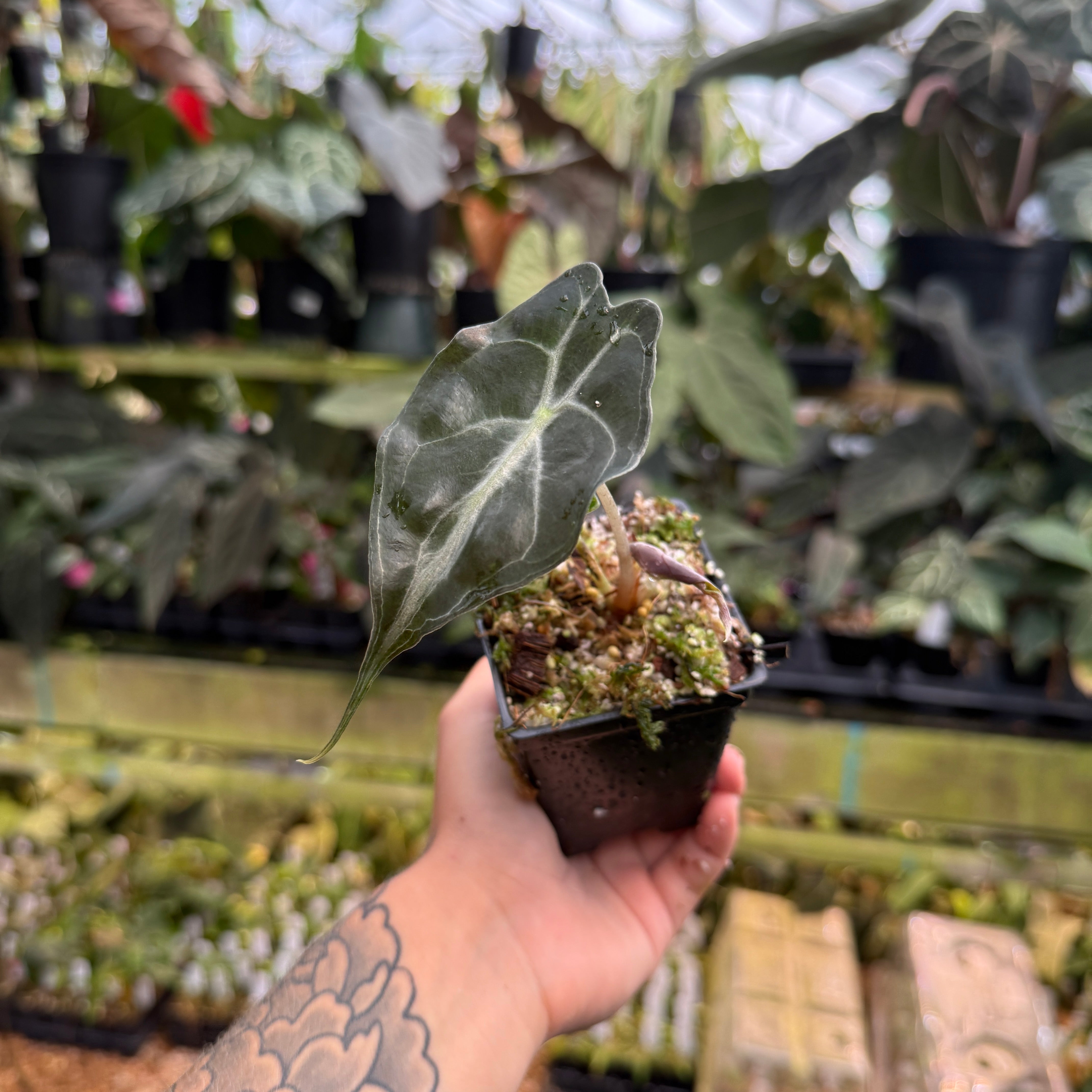 Alocasia venom, IMP-0249 – Carnivero