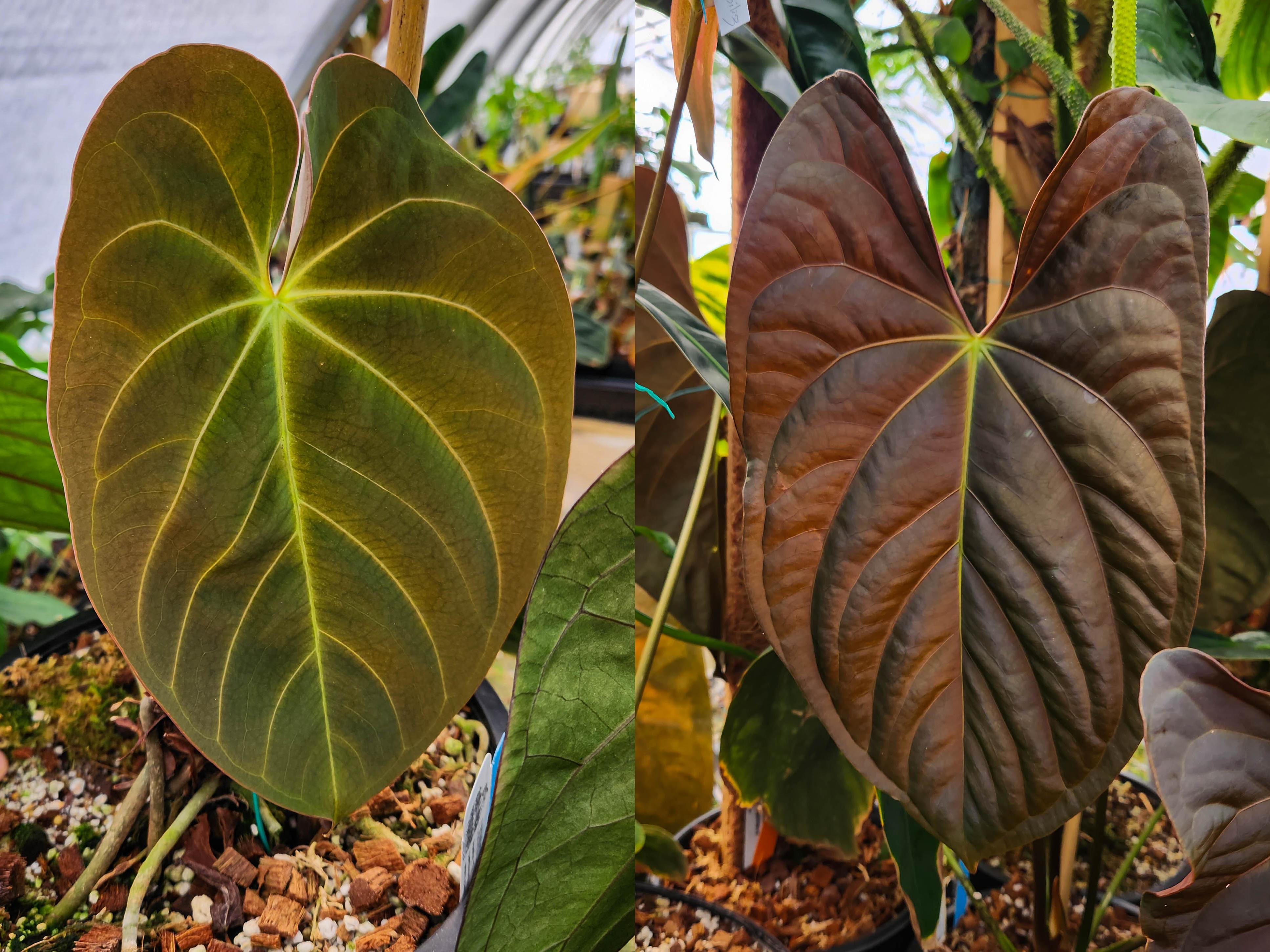 anthurium gampaha Anthurium Indo Hoffmannii x papillilaminum, CAR-0379