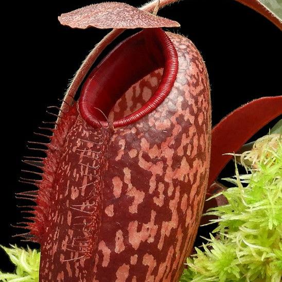 Nepenthes peltata x aristolochioides, BE-4633 – Carnivero