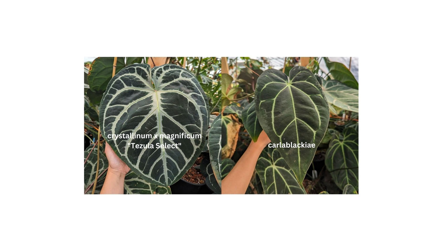 Anthurium (crystallinum x magnificum)