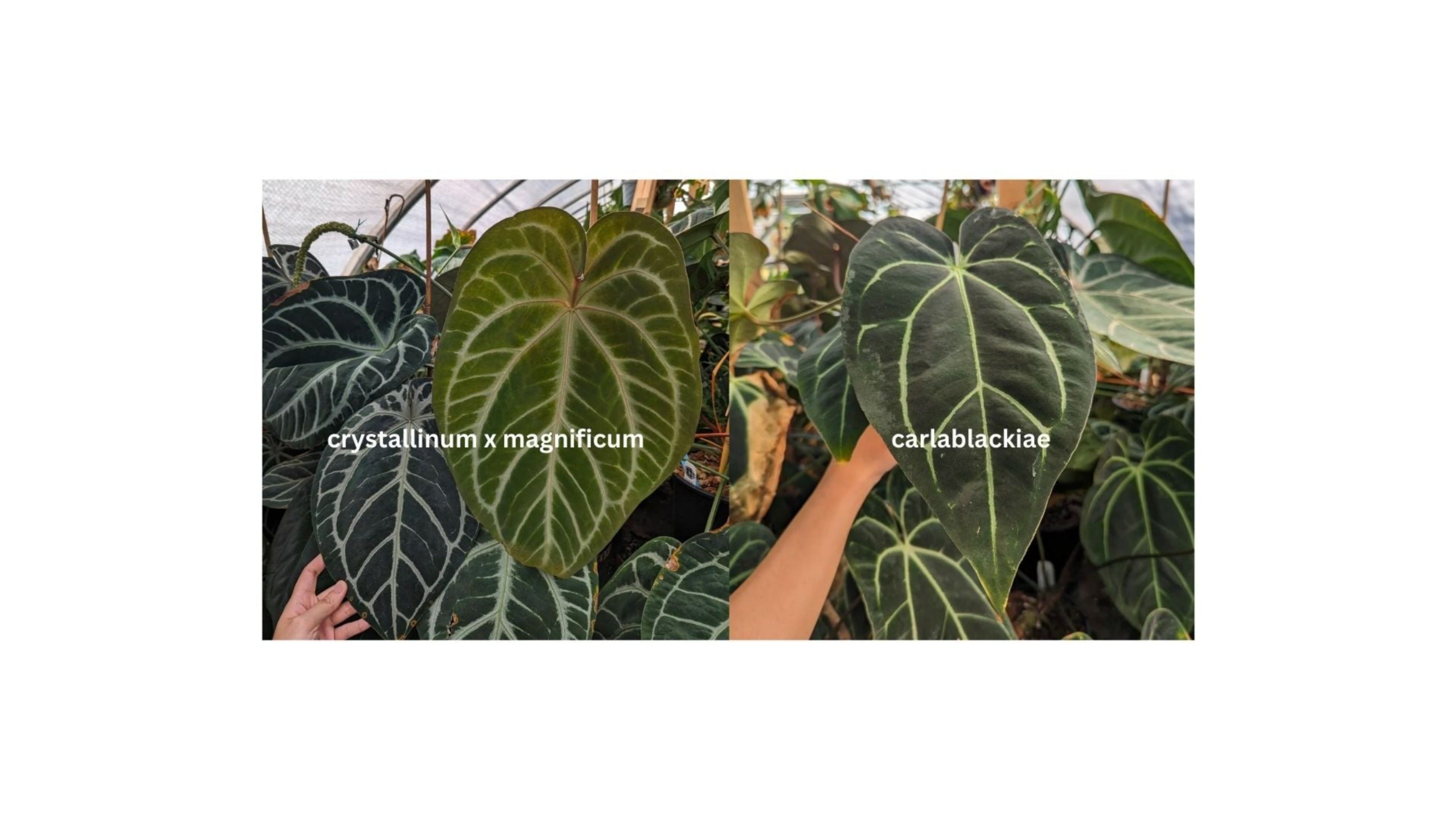 CAR-0363.jpg?v=1712889216