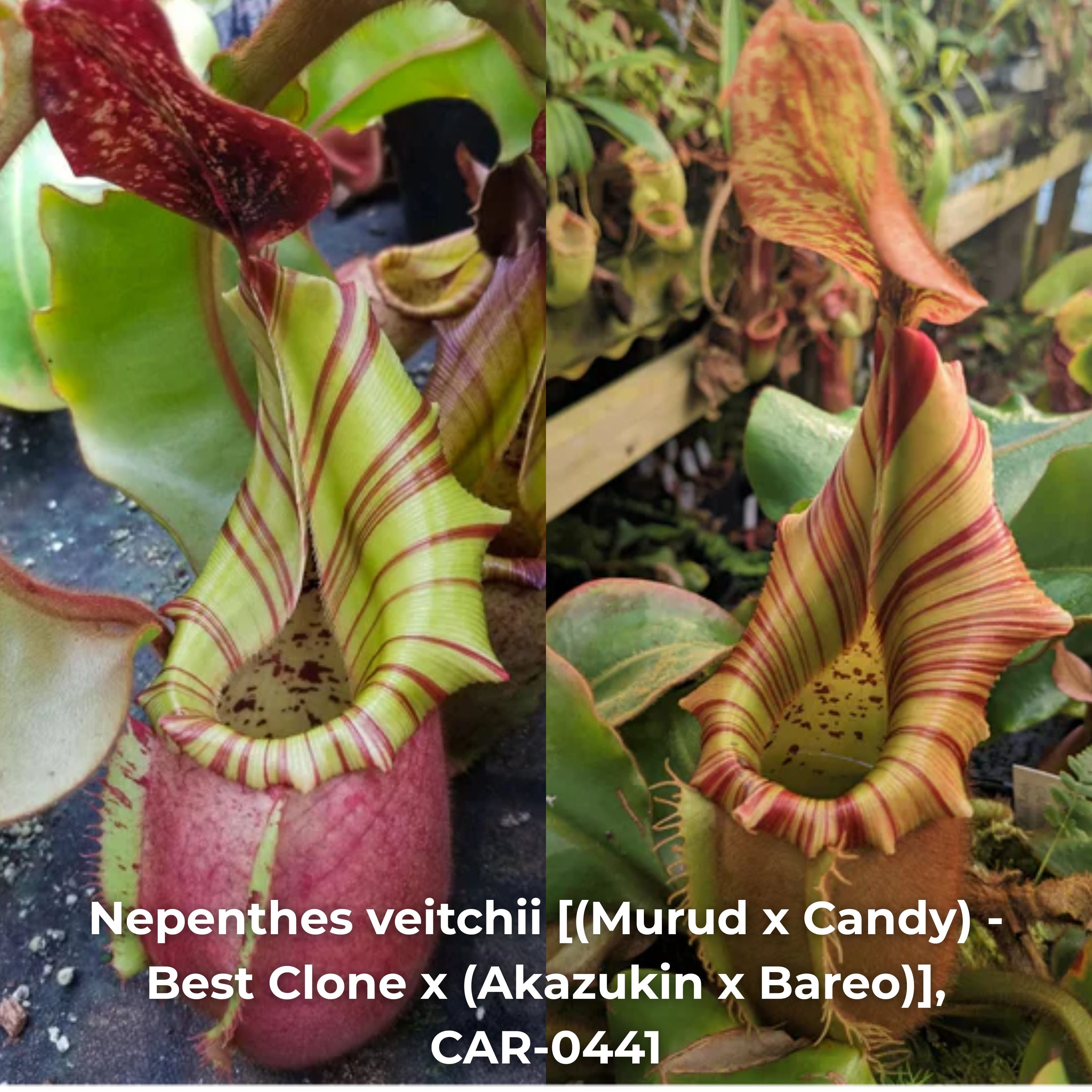 Nepenthes veitchii [(Murud x Candy) -Best Clone x (Akazukin x