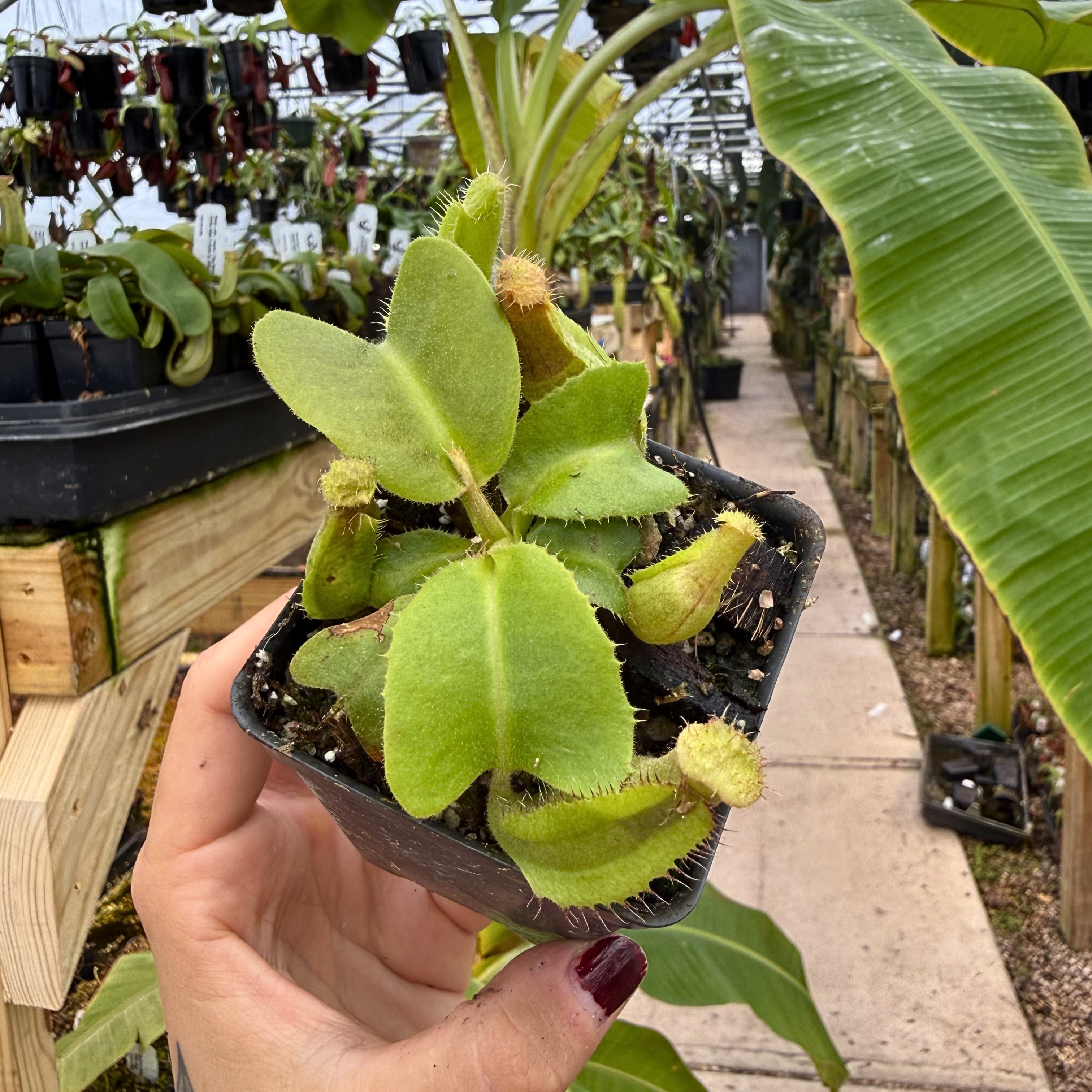 Nepenthes truncata (c) [(Giant F1) x A], CAR-0937 – Carnivero
