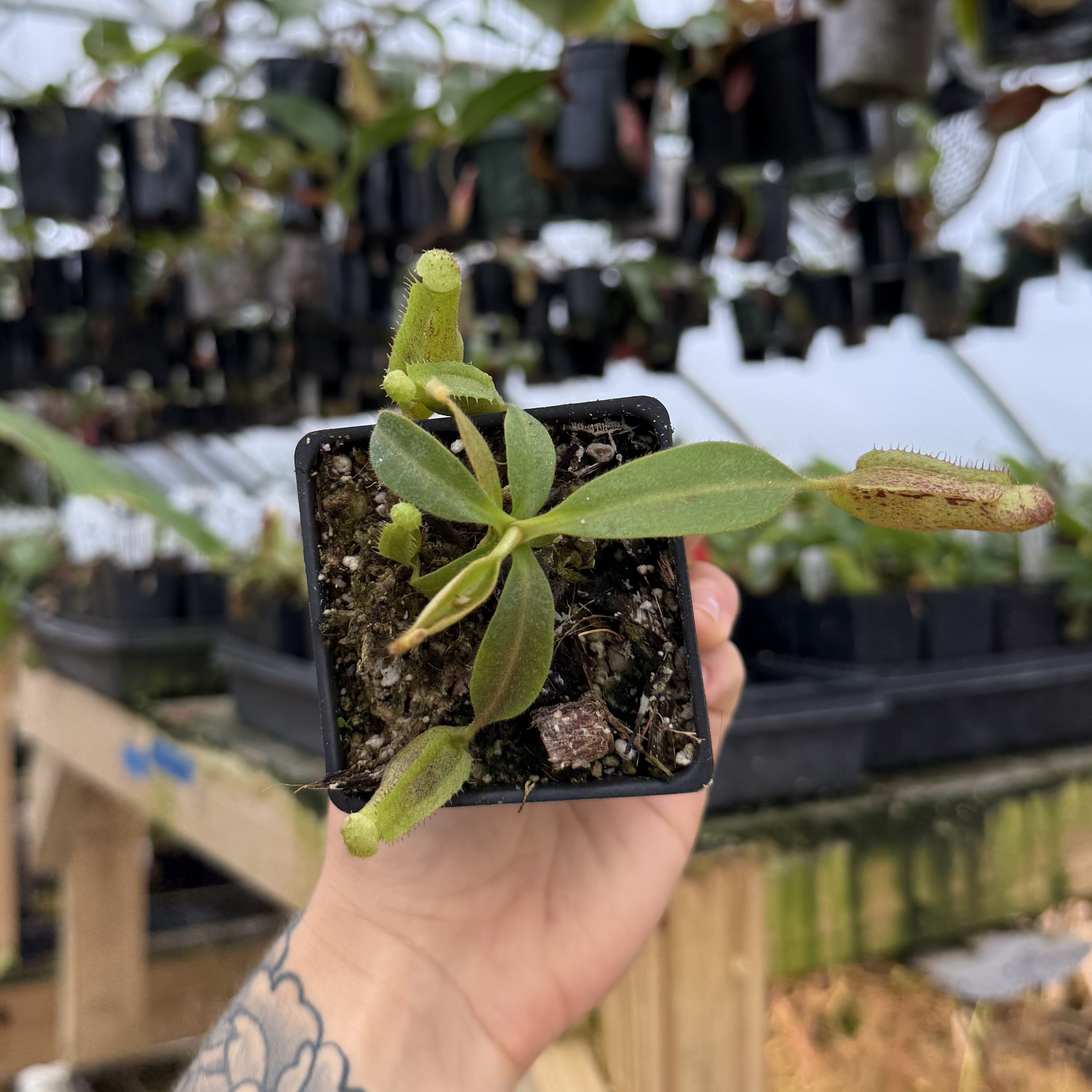 Nepenthes [(lowii x veitchii) x boschiana]-Red Ruffled x