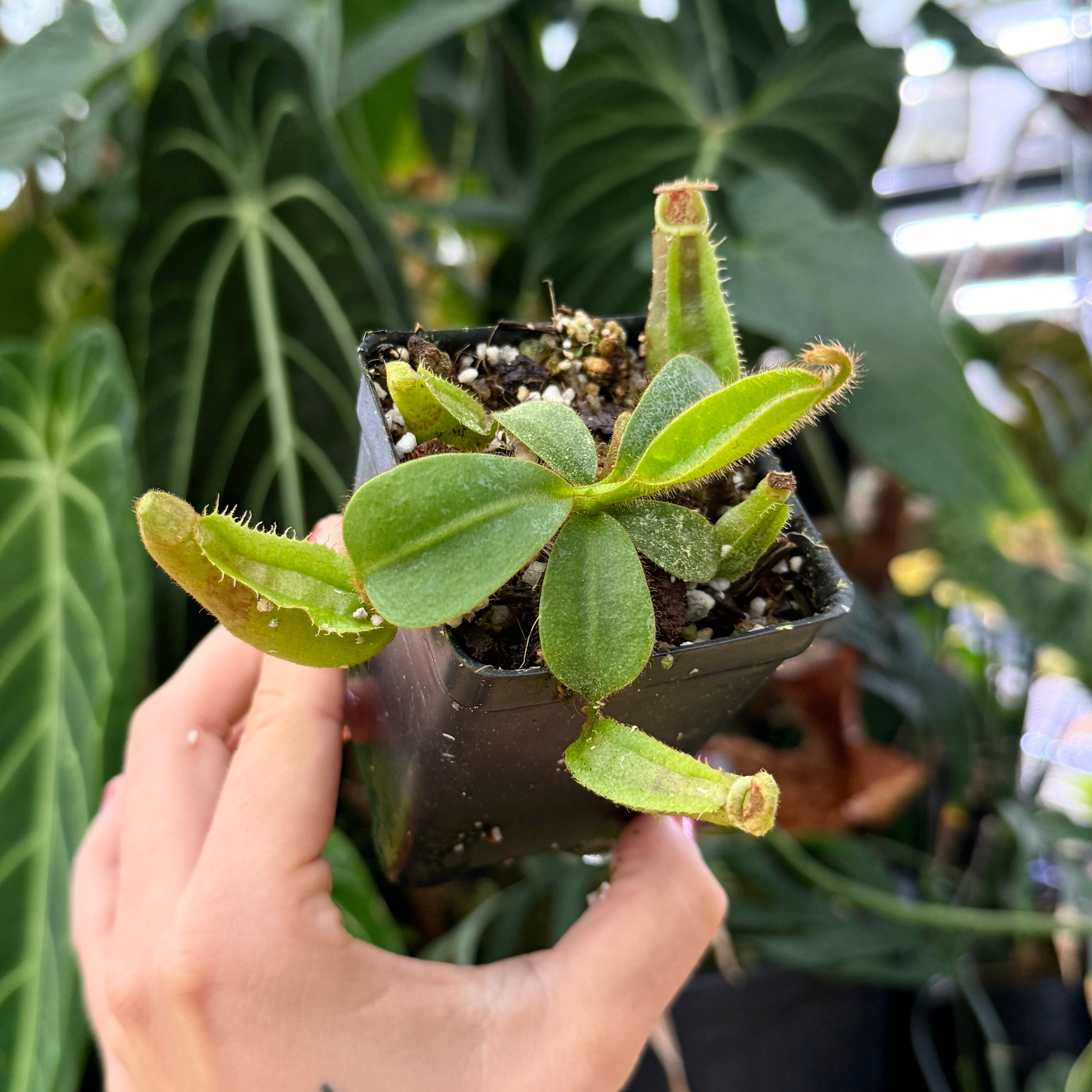 Nepenthes veitchii BE-4033 #1 x Trusmadiensis SG, CAR-0891 – Carnivero