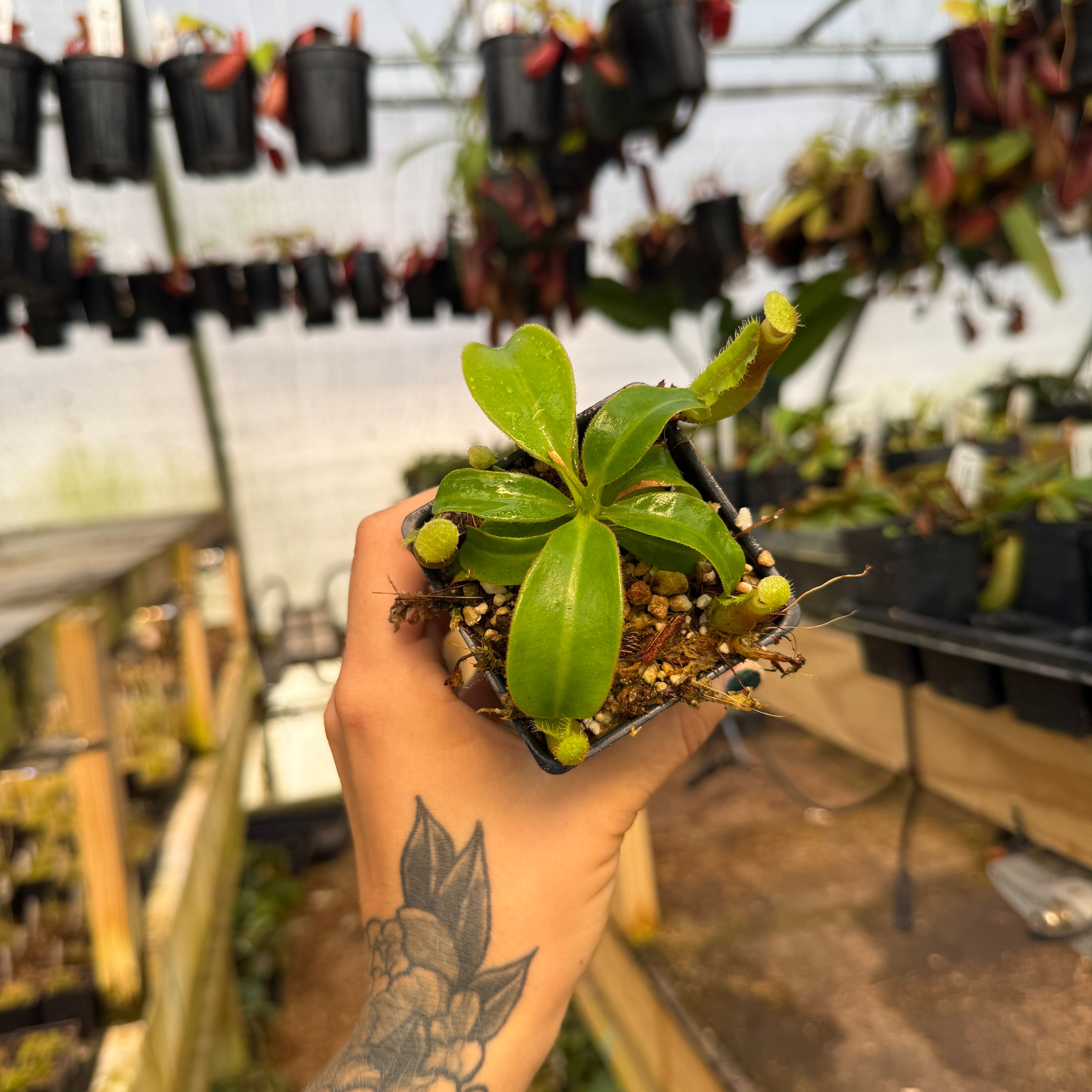 Nepenthes [(Rokko x boschiana) x veitchii] x Trusmadiensis CAR