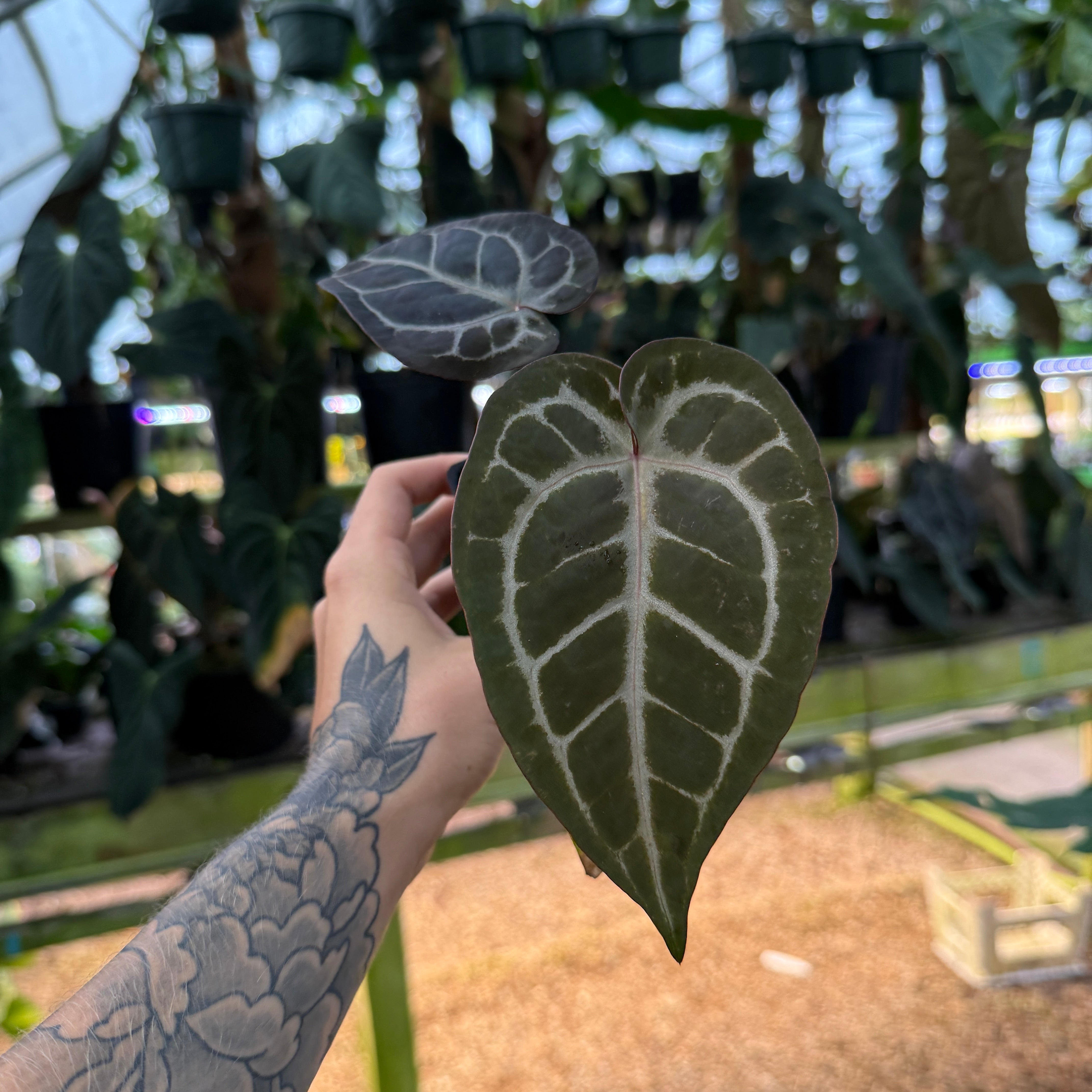 Anthurium 'Pink Wonderboy' x ('Necromancer' x 'Dreamweaver'), CAR