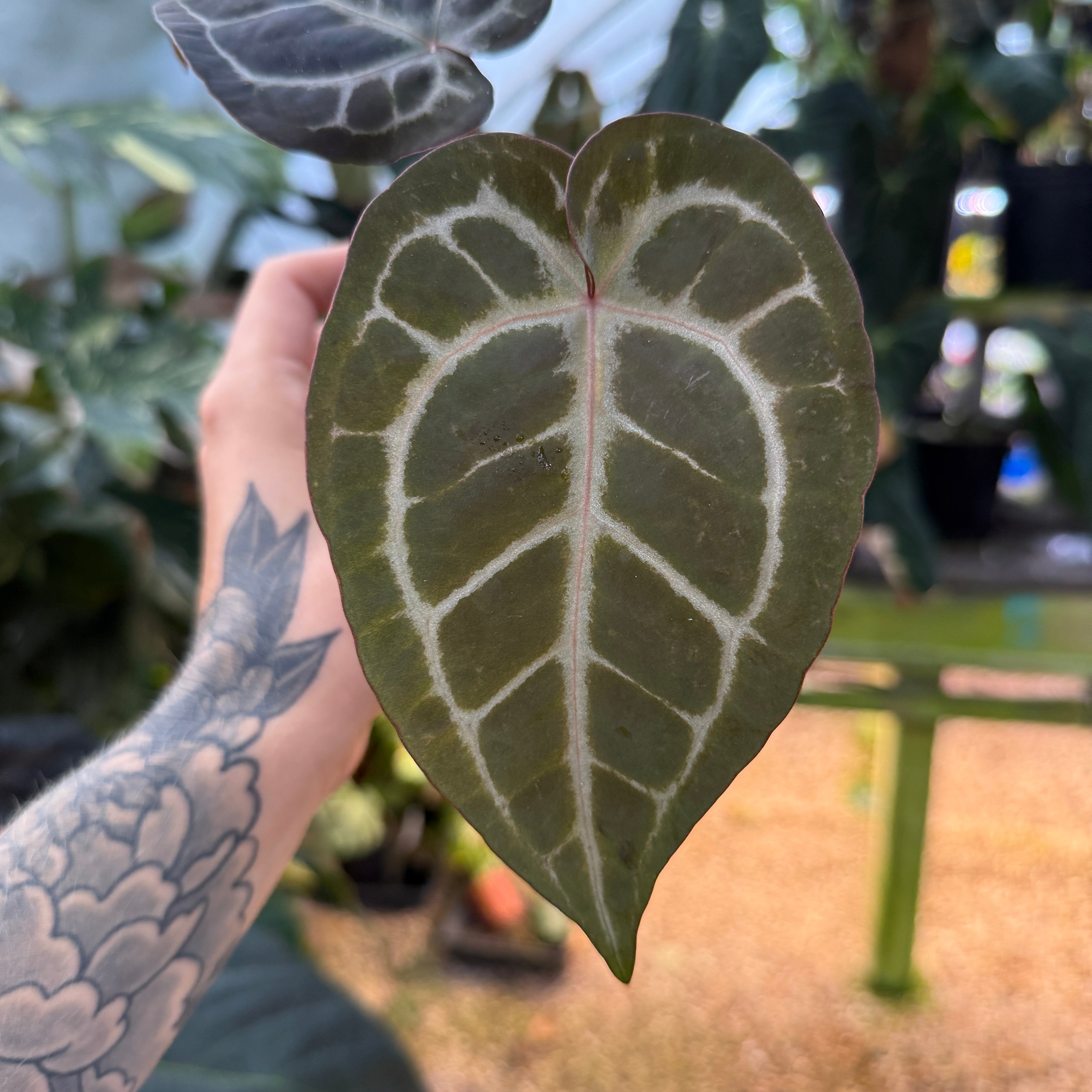 Anthurium 'Pink Wonderboy' x ('Necromancer' x 'Dreamweaver'), CAR