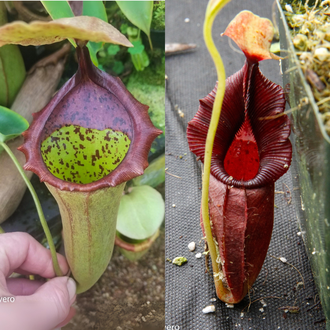 Nepenthes (truncata x campanulata) x ovata EP, CAR-0464 – Carnivero