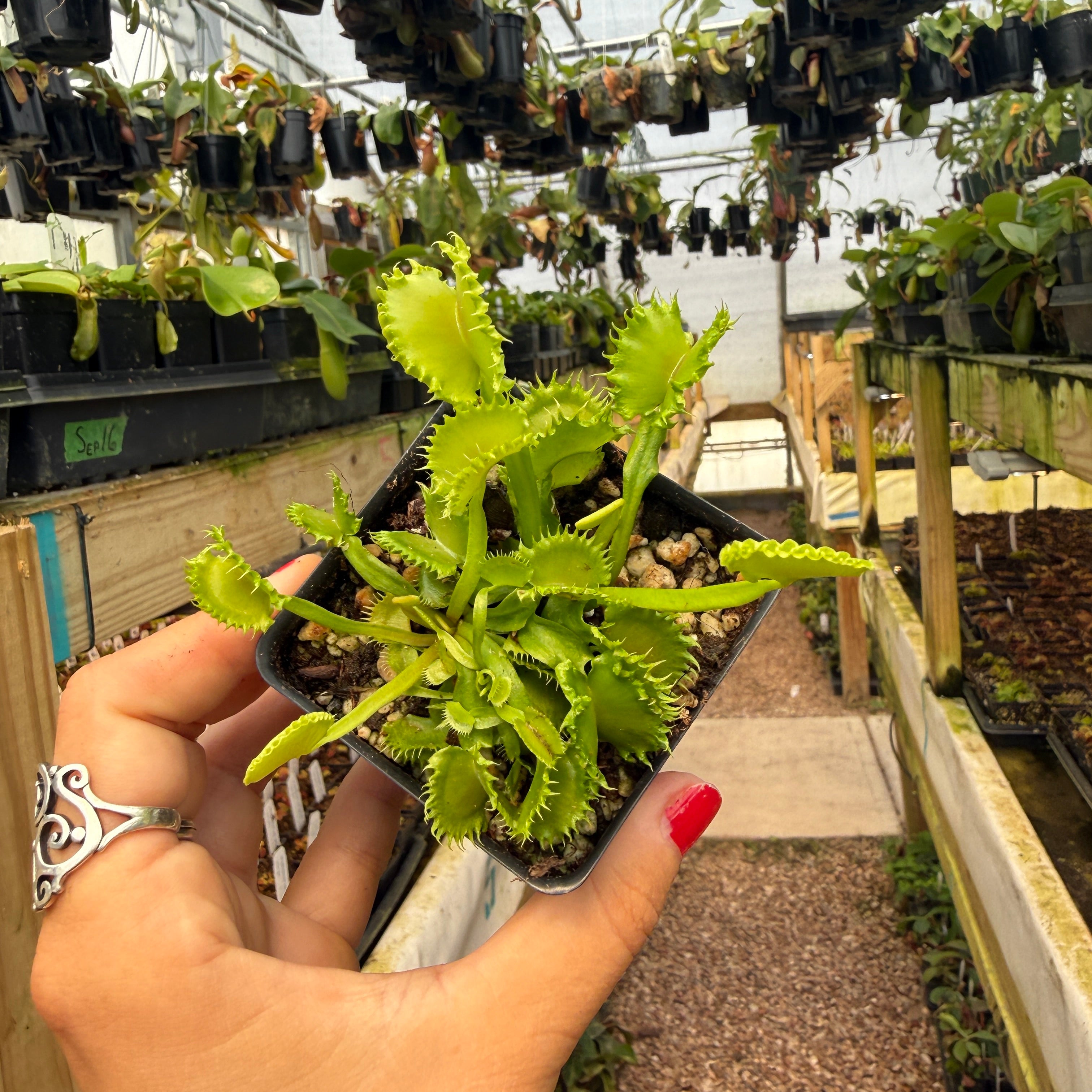 Dionaea muscipula Chinese Dumpling – Carnivero