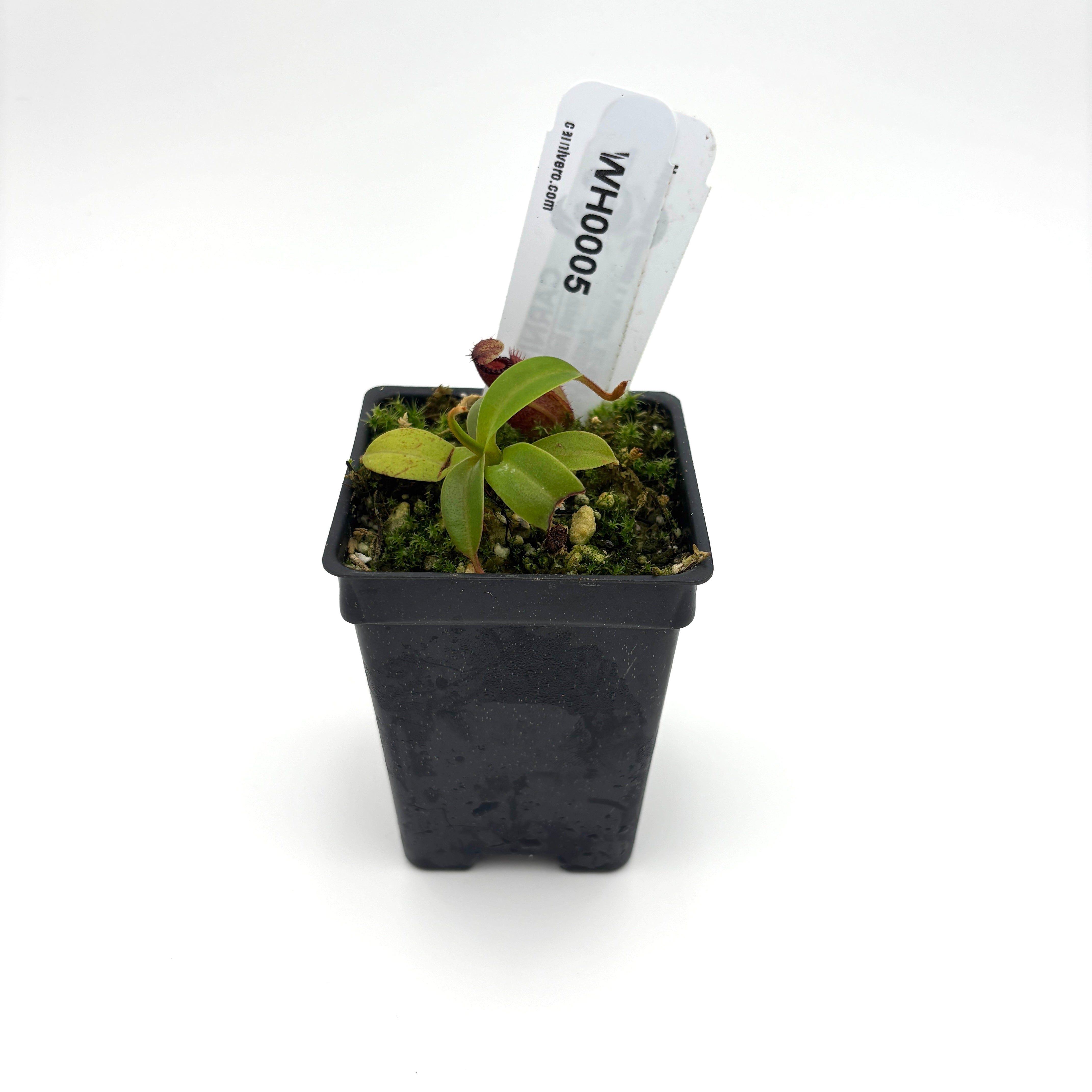 WH0005 Nepenthes villosa x hamata, BE-4099 (XS) (HJ179) – Carnivero