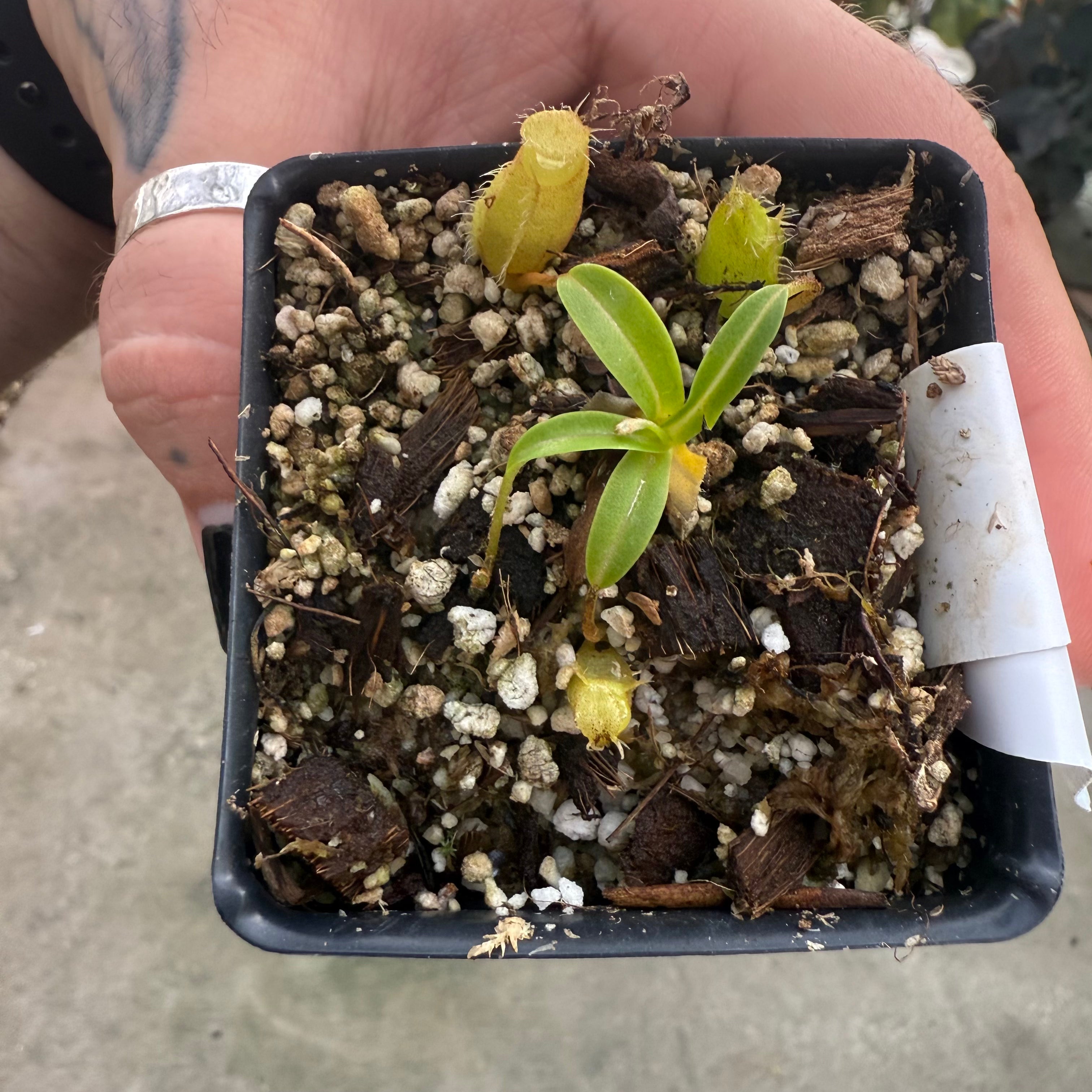 エンドウ W027] Nepenthes undulatifolia x edwardsiana – Carnivero