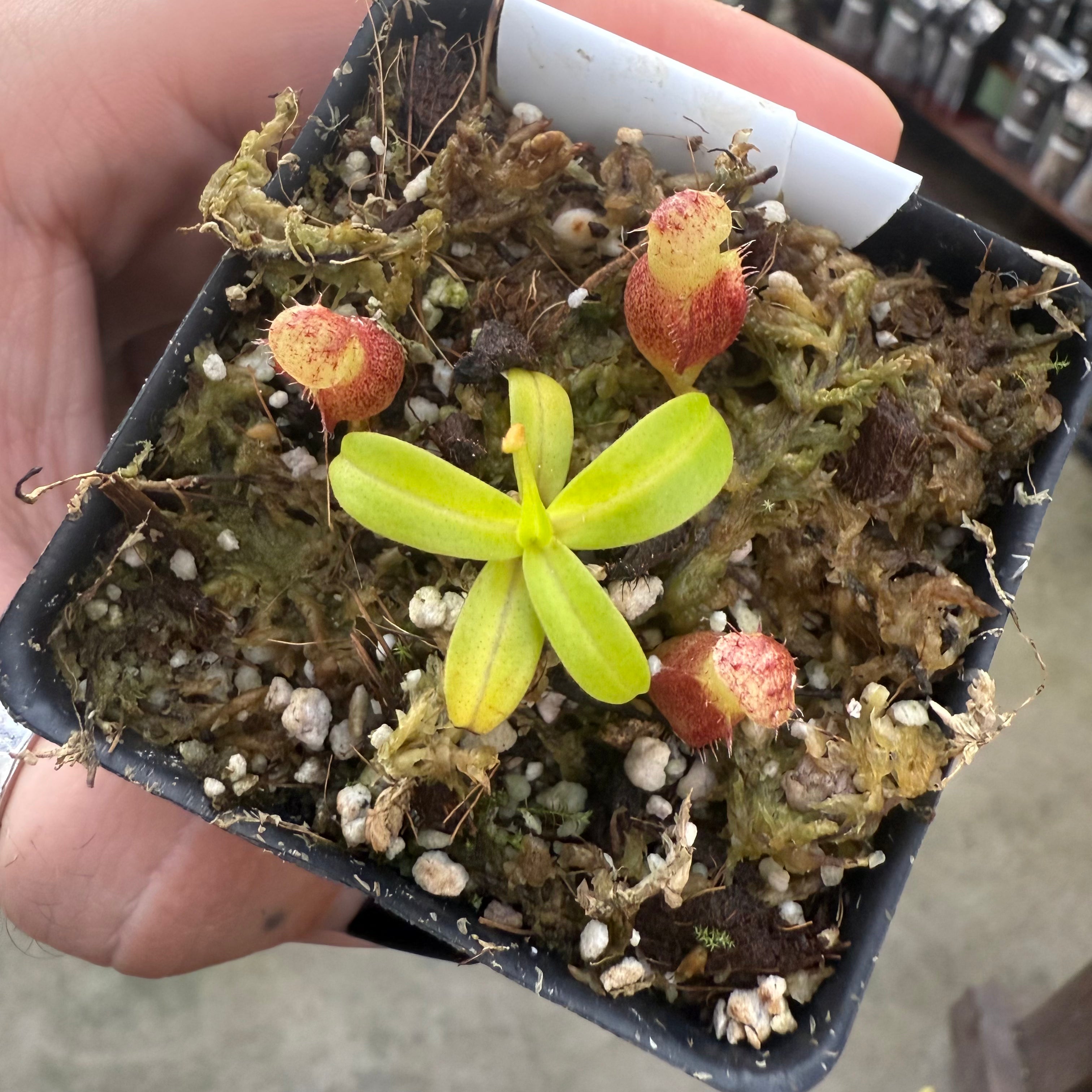 W030] Nepenthes jamban x macrophylla – Carnivero