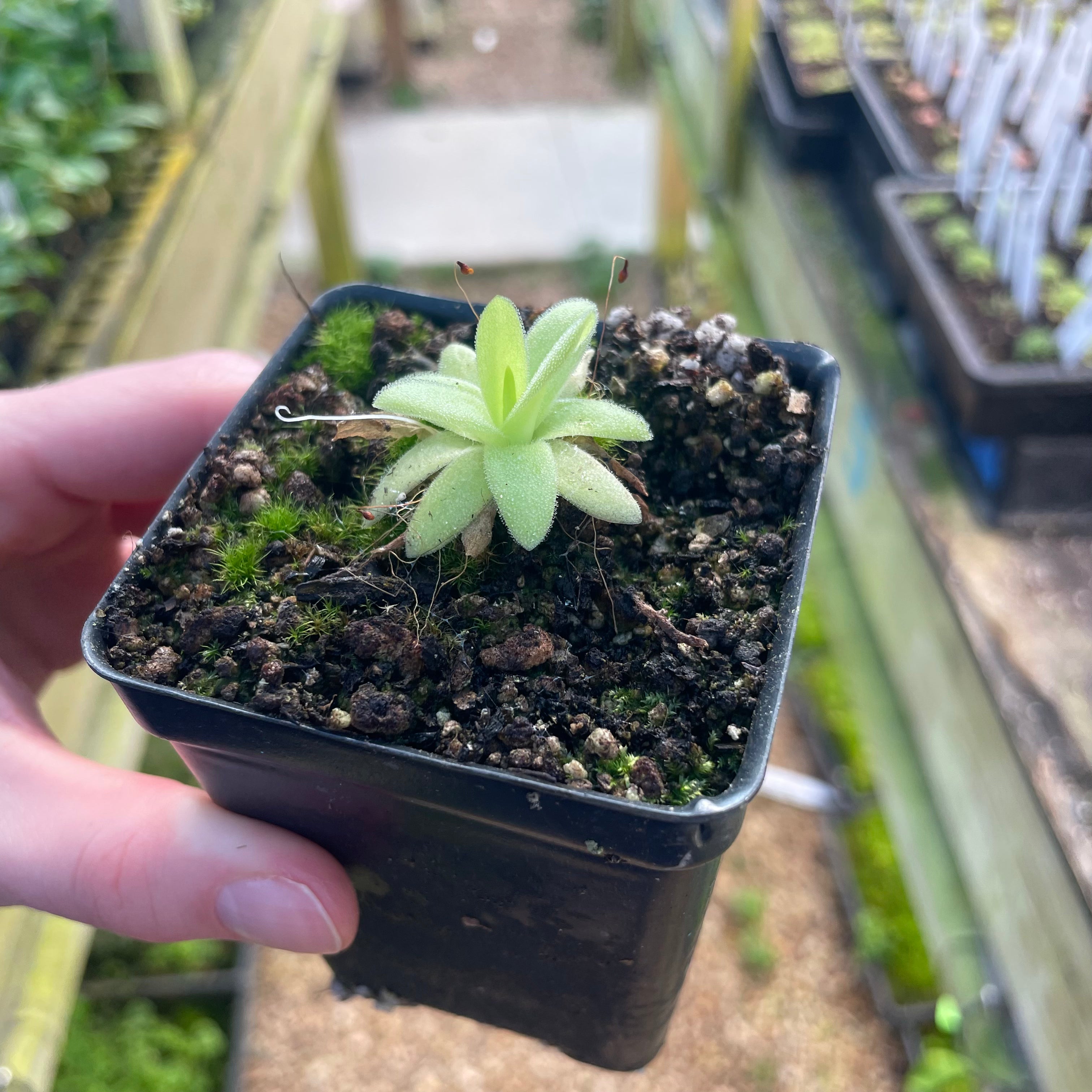 Pinguicula moctezumae x gigantea – Carnivero