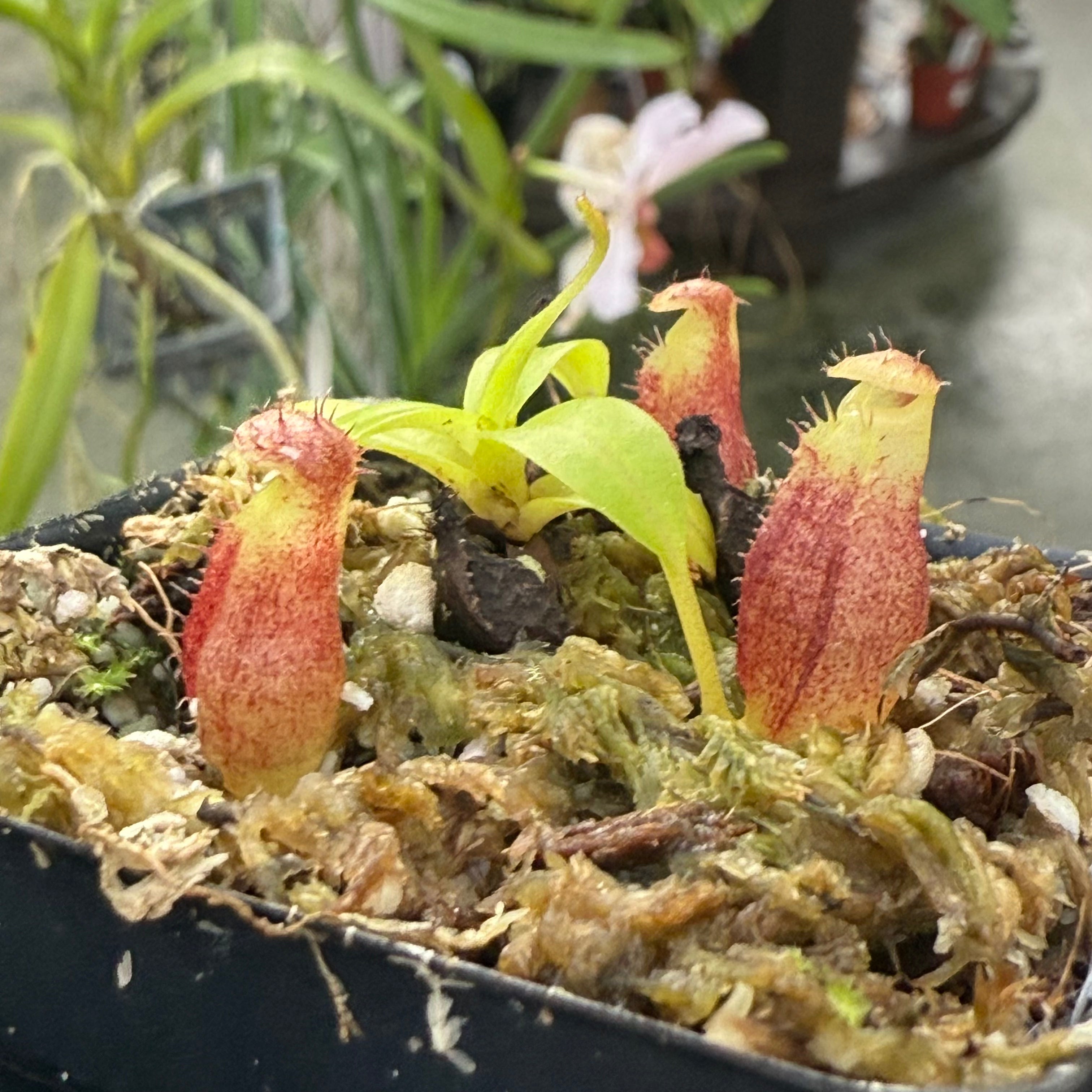 W030] Nepenthes jamban x macrophylla – Carnivero