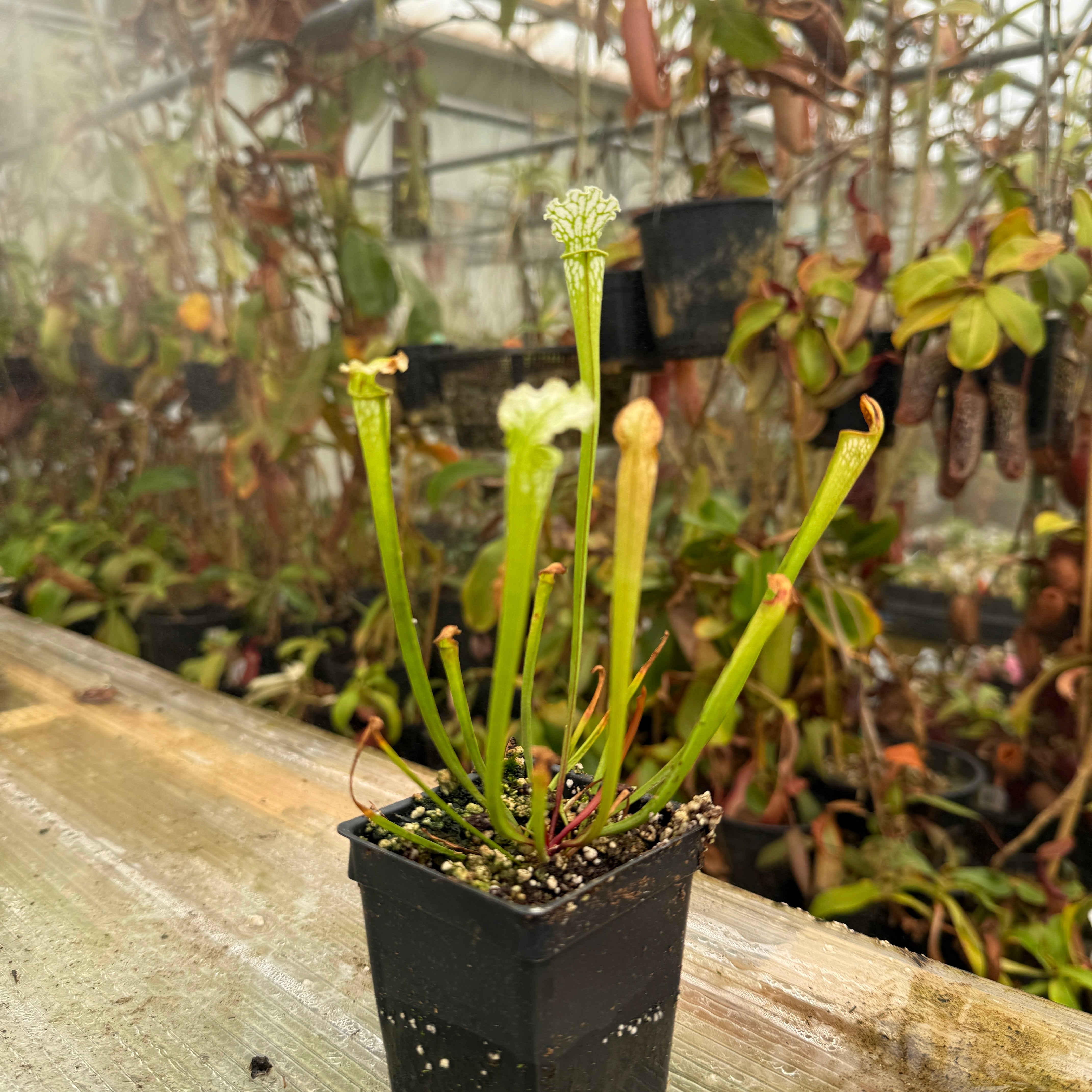 Sarracenia leucophylla var. alba 