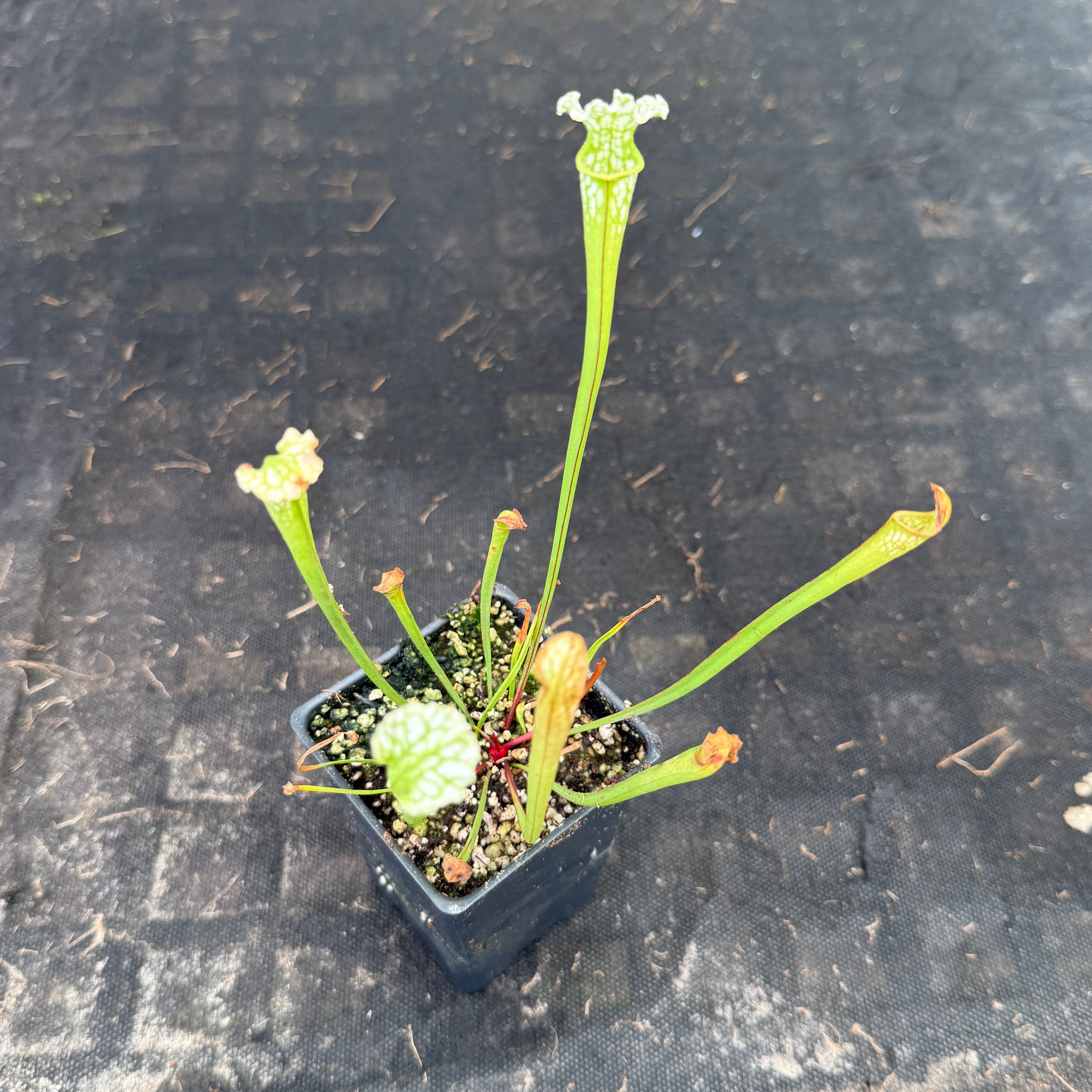 Sarracenia leucophylla var. alba 