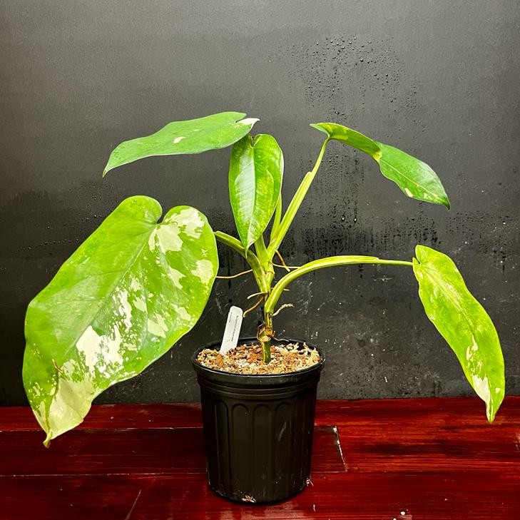 Syngonium chiapense variegated