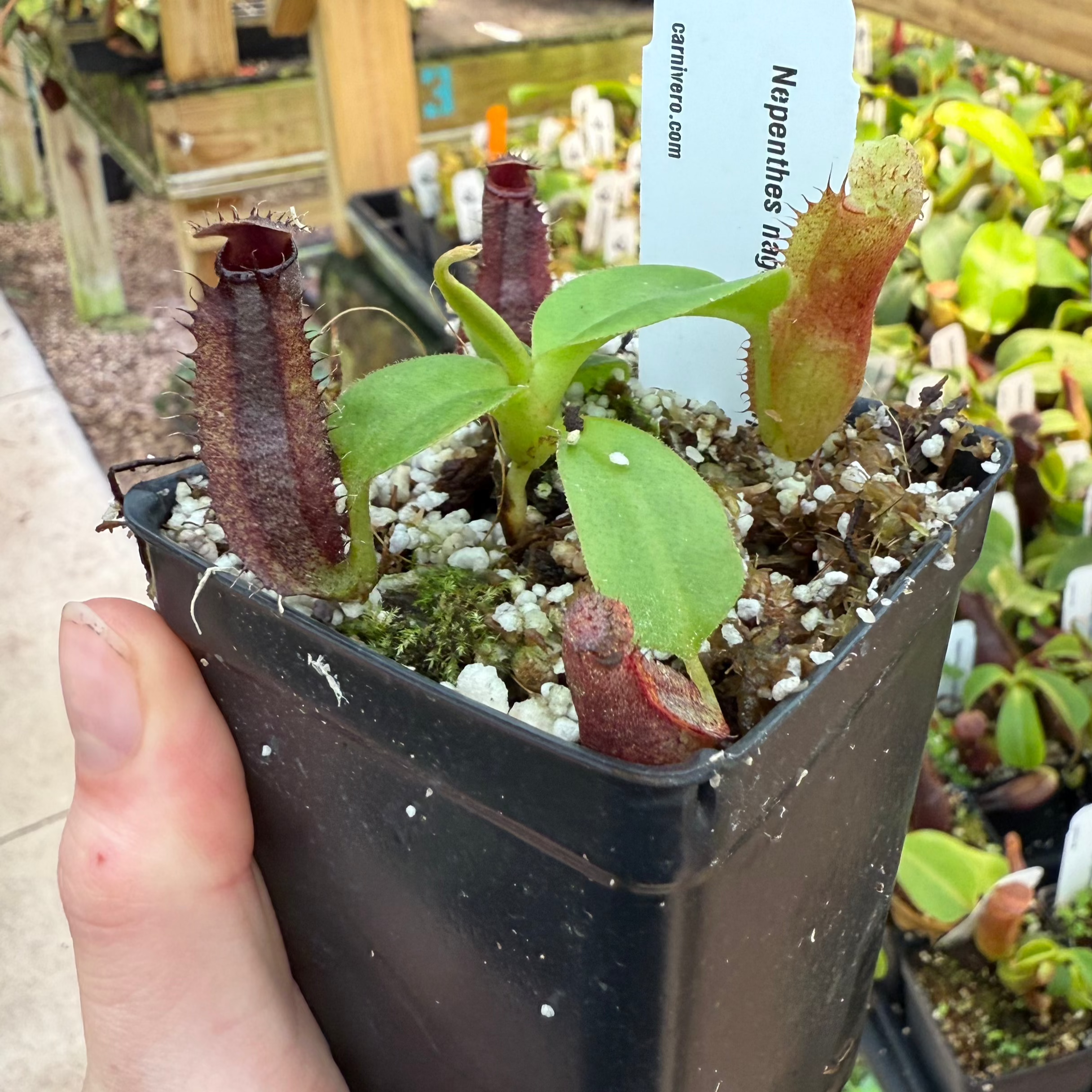 Nepenthes naga x gymnamphora, CAR-0586 – Carnivero Nepenthes naga x gymnamphora, CAR-0586 – Carnivero