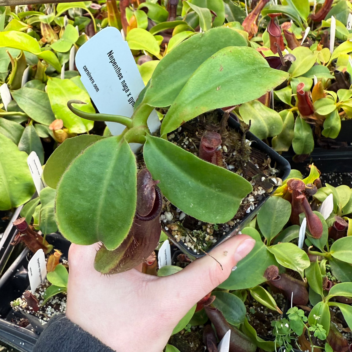 Nepenthes naga x gymnamphora, CAR-0586